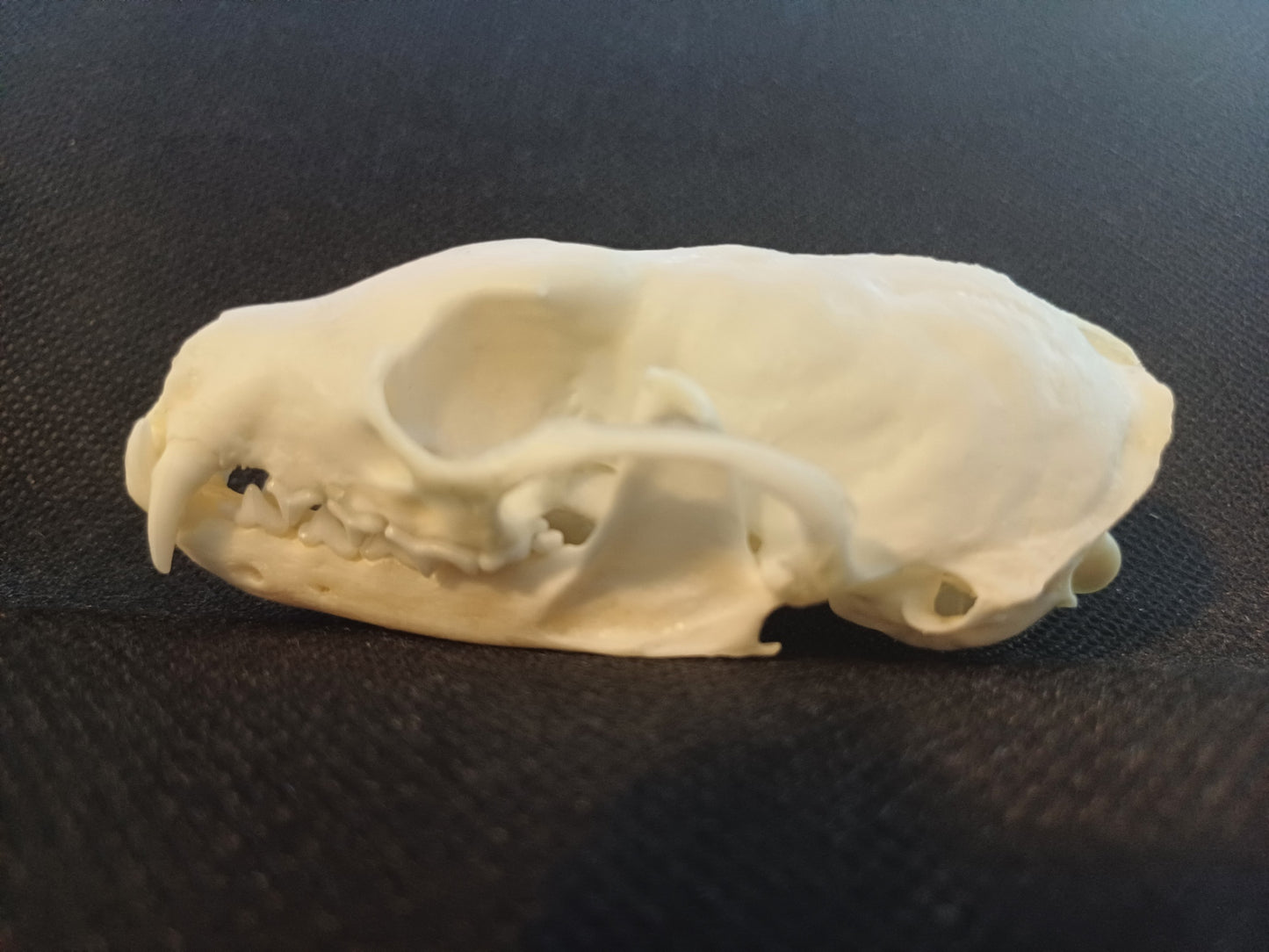 Pine Marten Skull