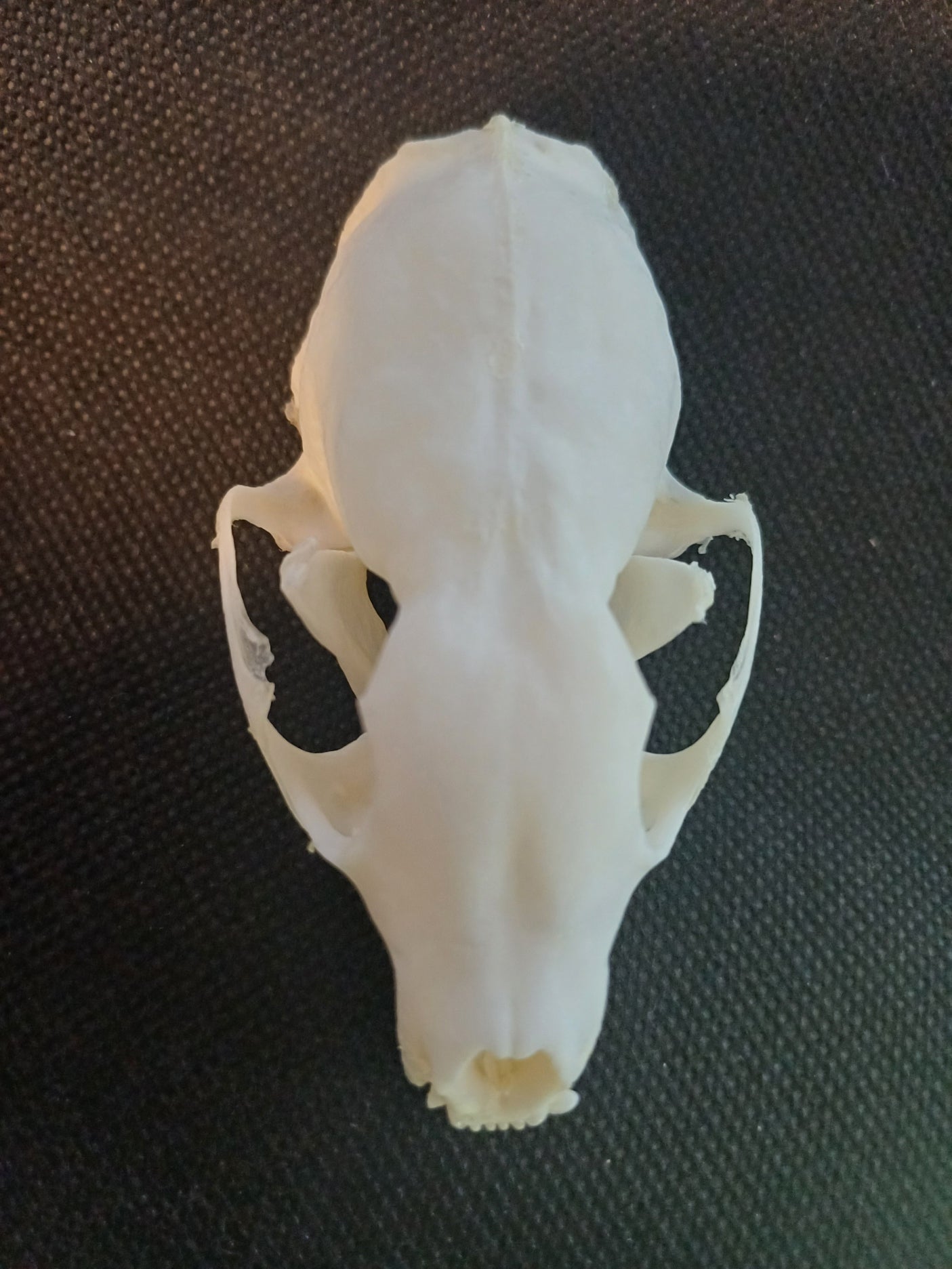 Pine Marten Skull