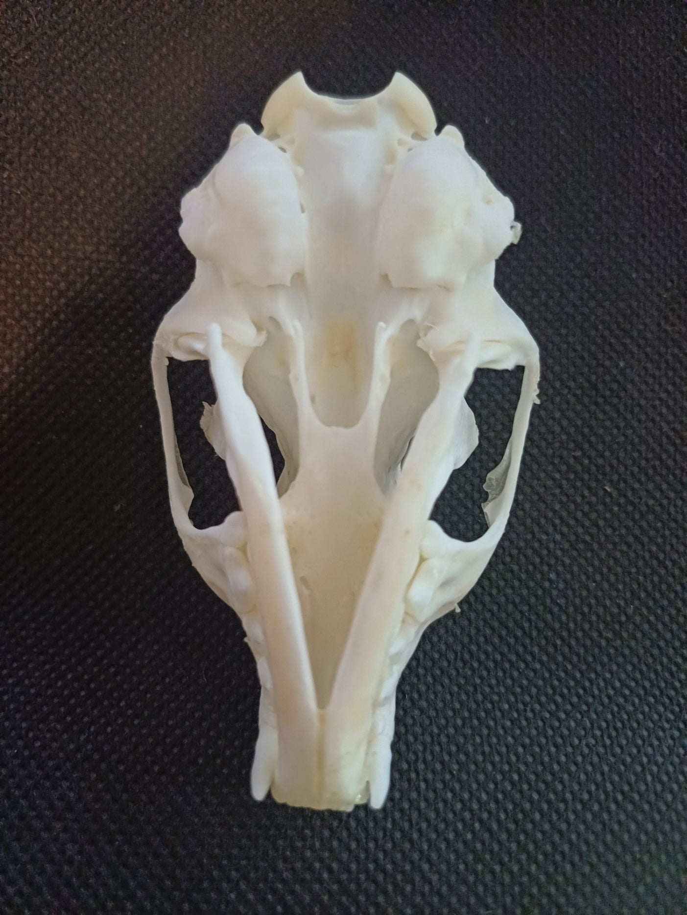 Pine Marten Skull