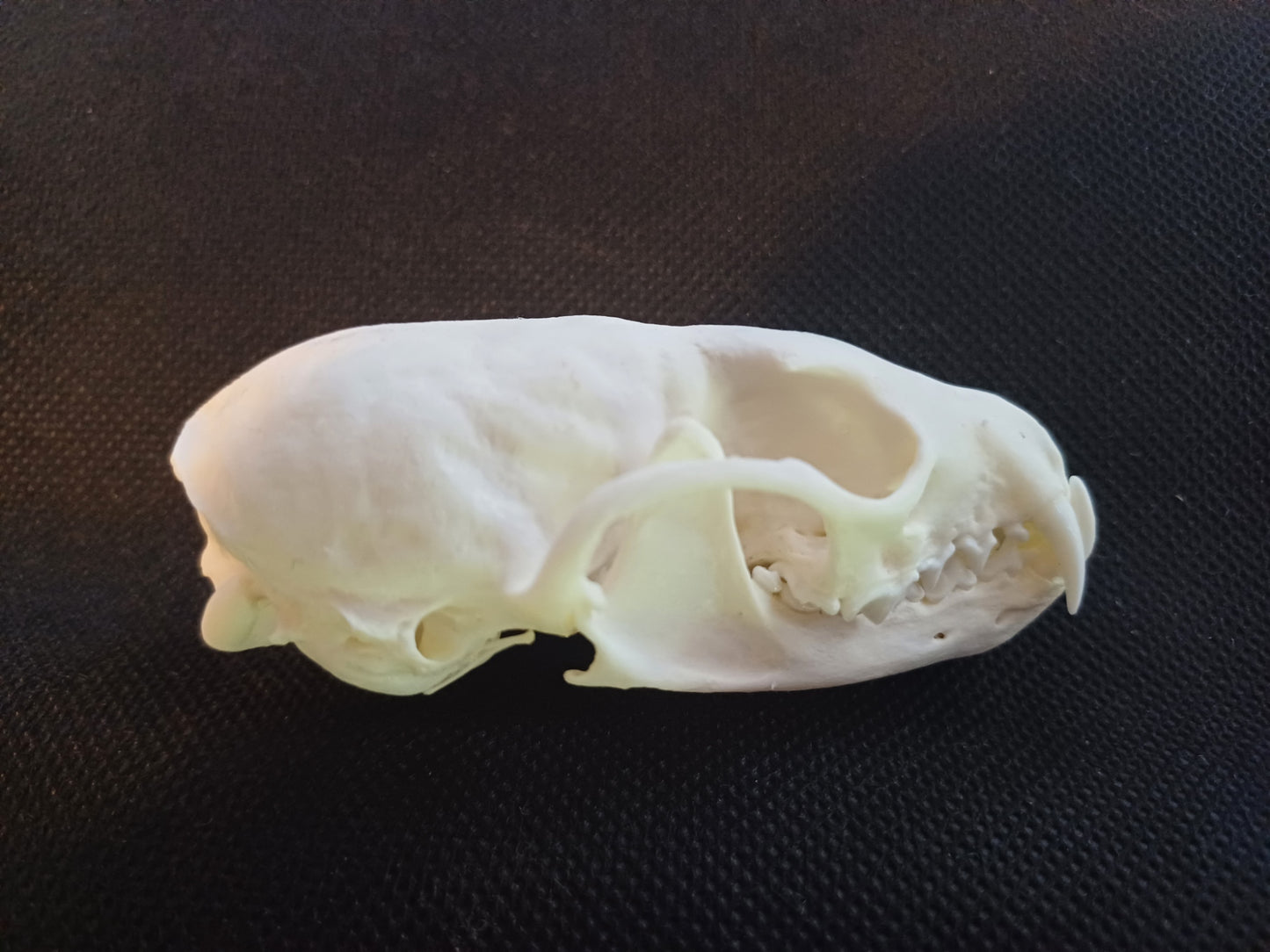 Pine Marten Skull