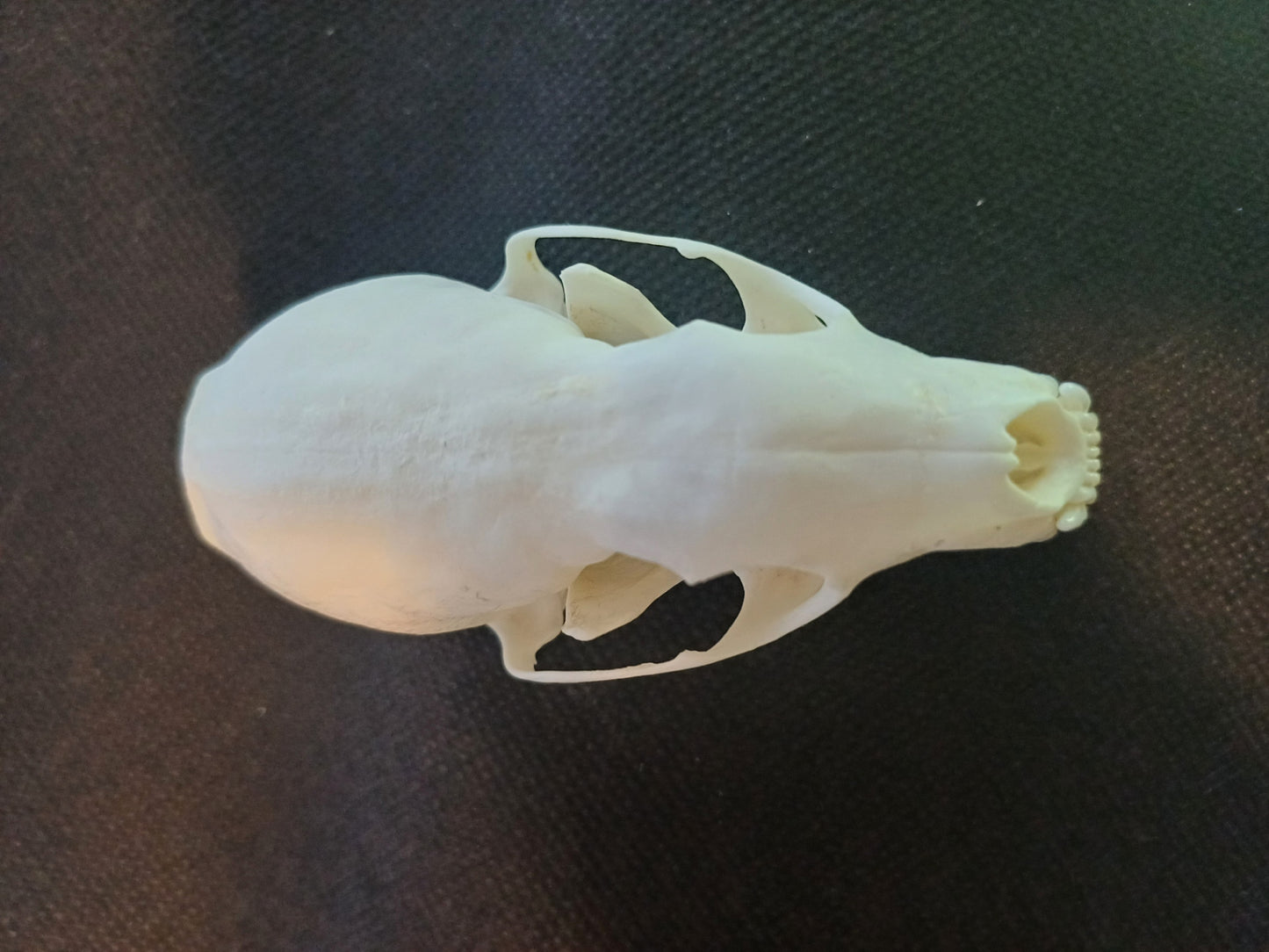 Pine Marten Skull
