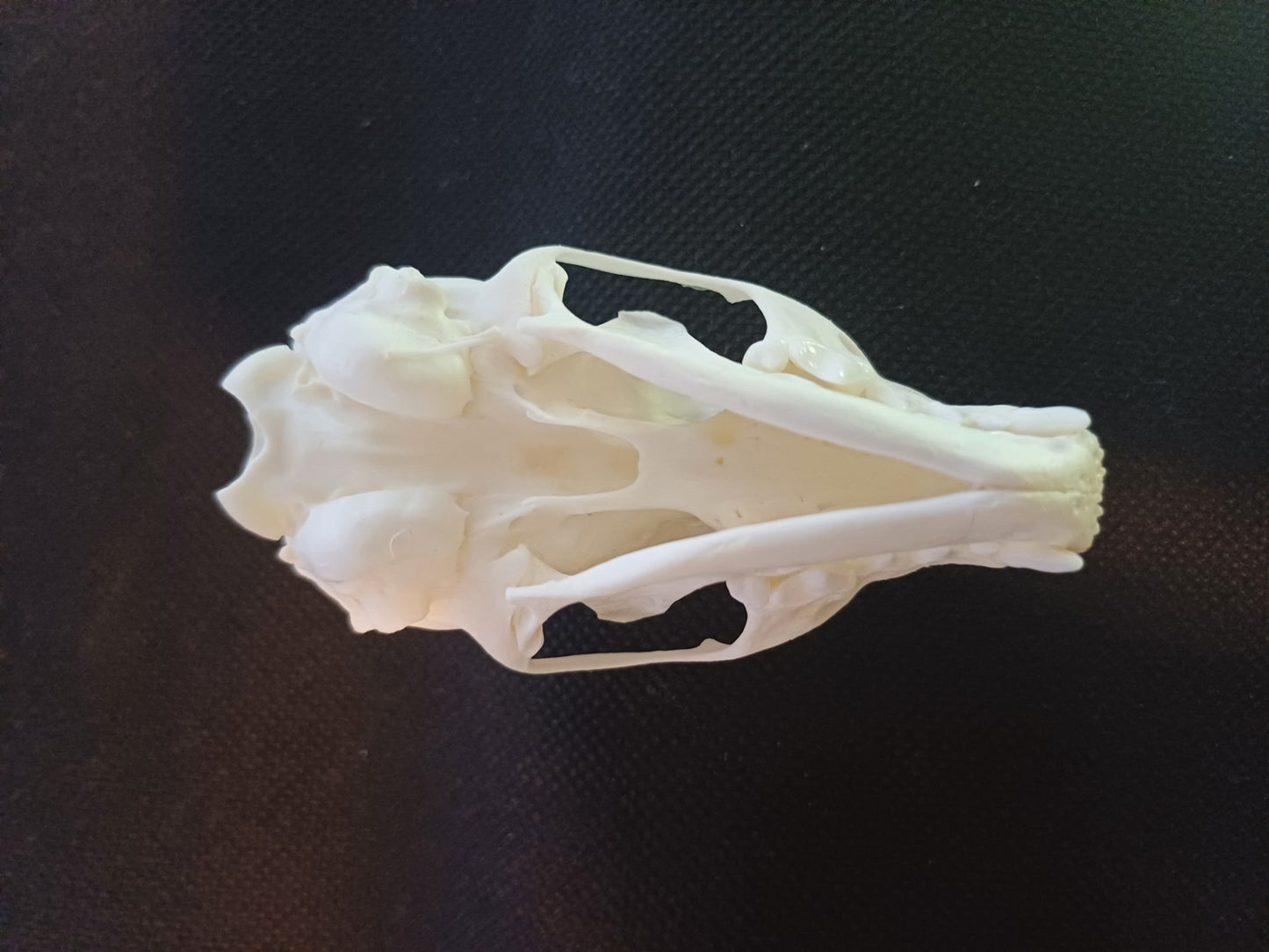 Pine Marten Skull