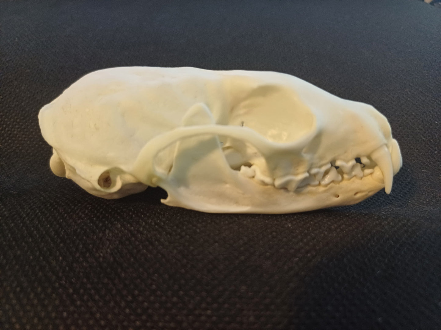 Pine Marten Skull