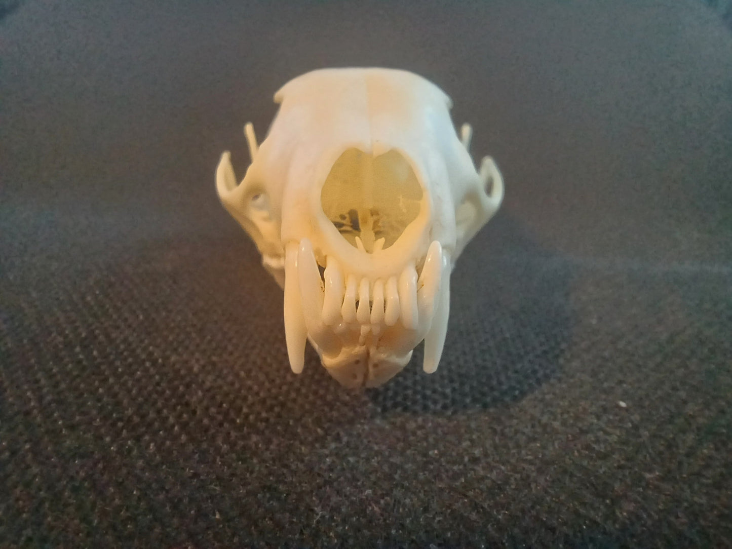 Pine Marten Skull