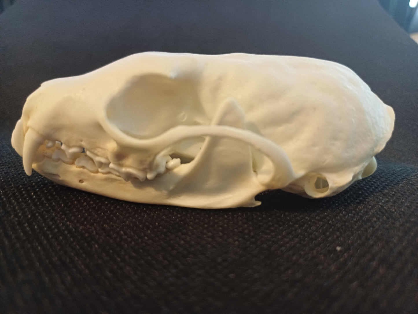 Pine Marten Skull