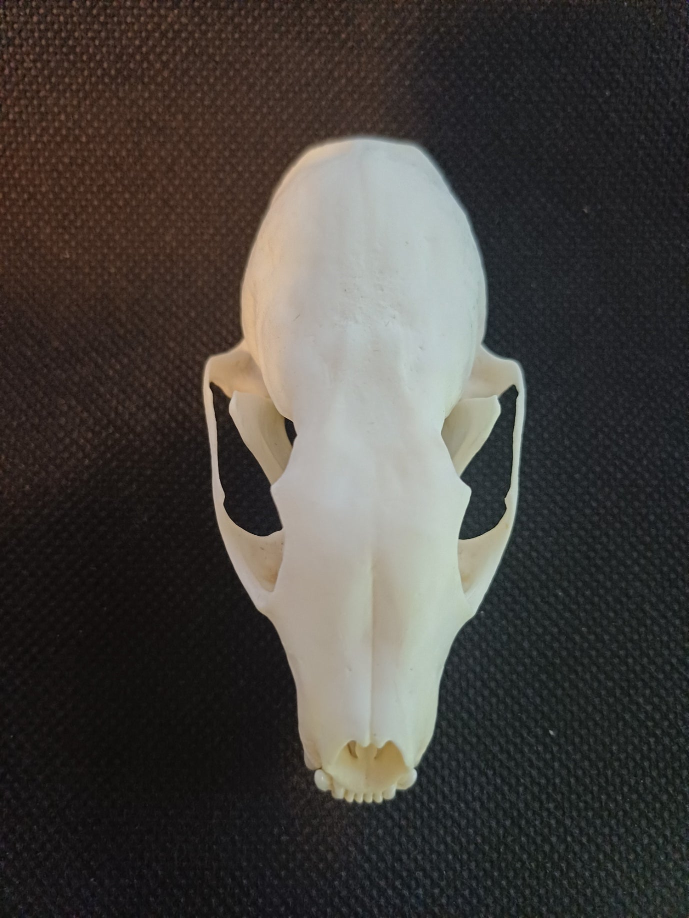 Pine Marten Skull