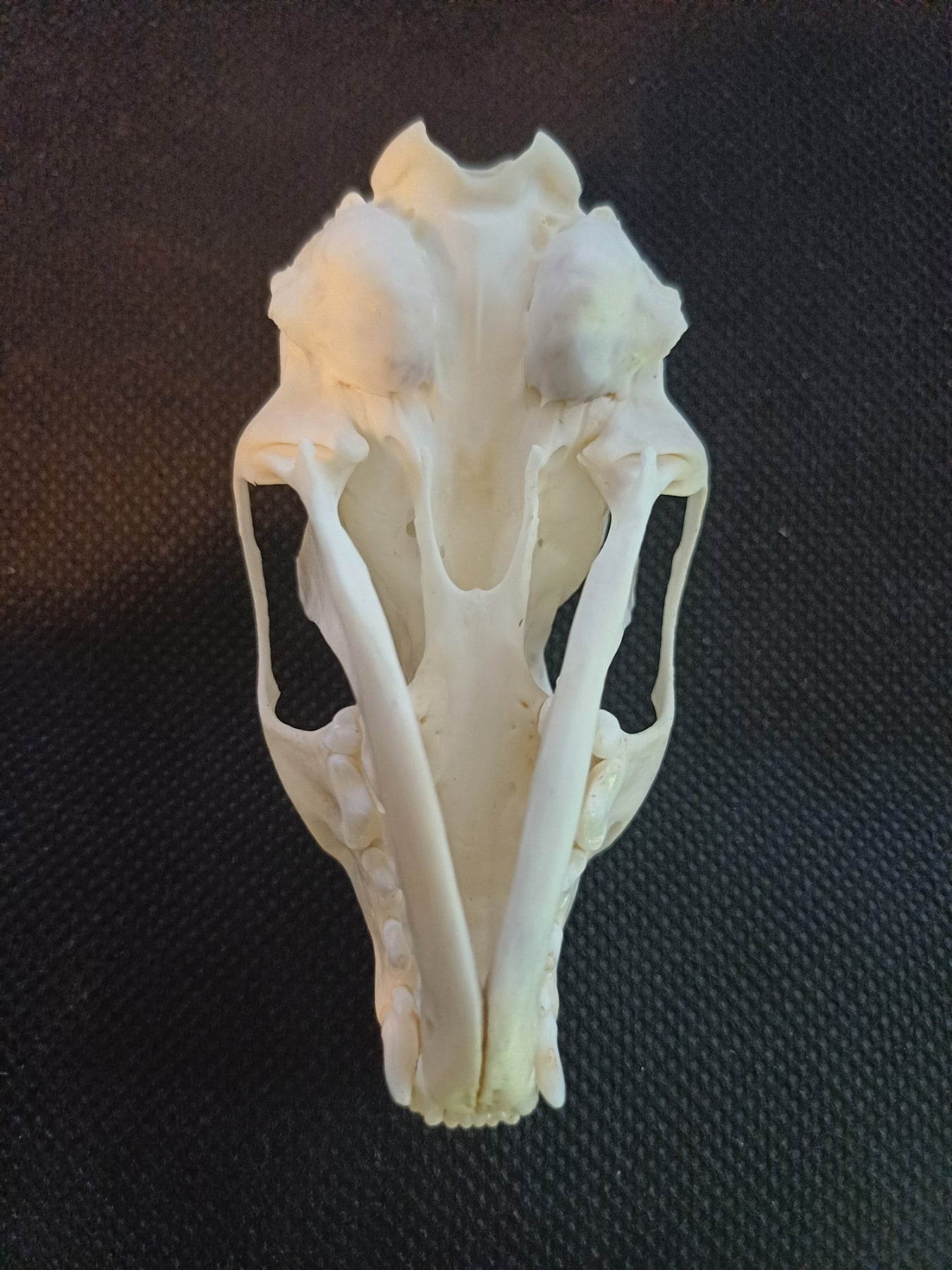 Pine Marten Skull
