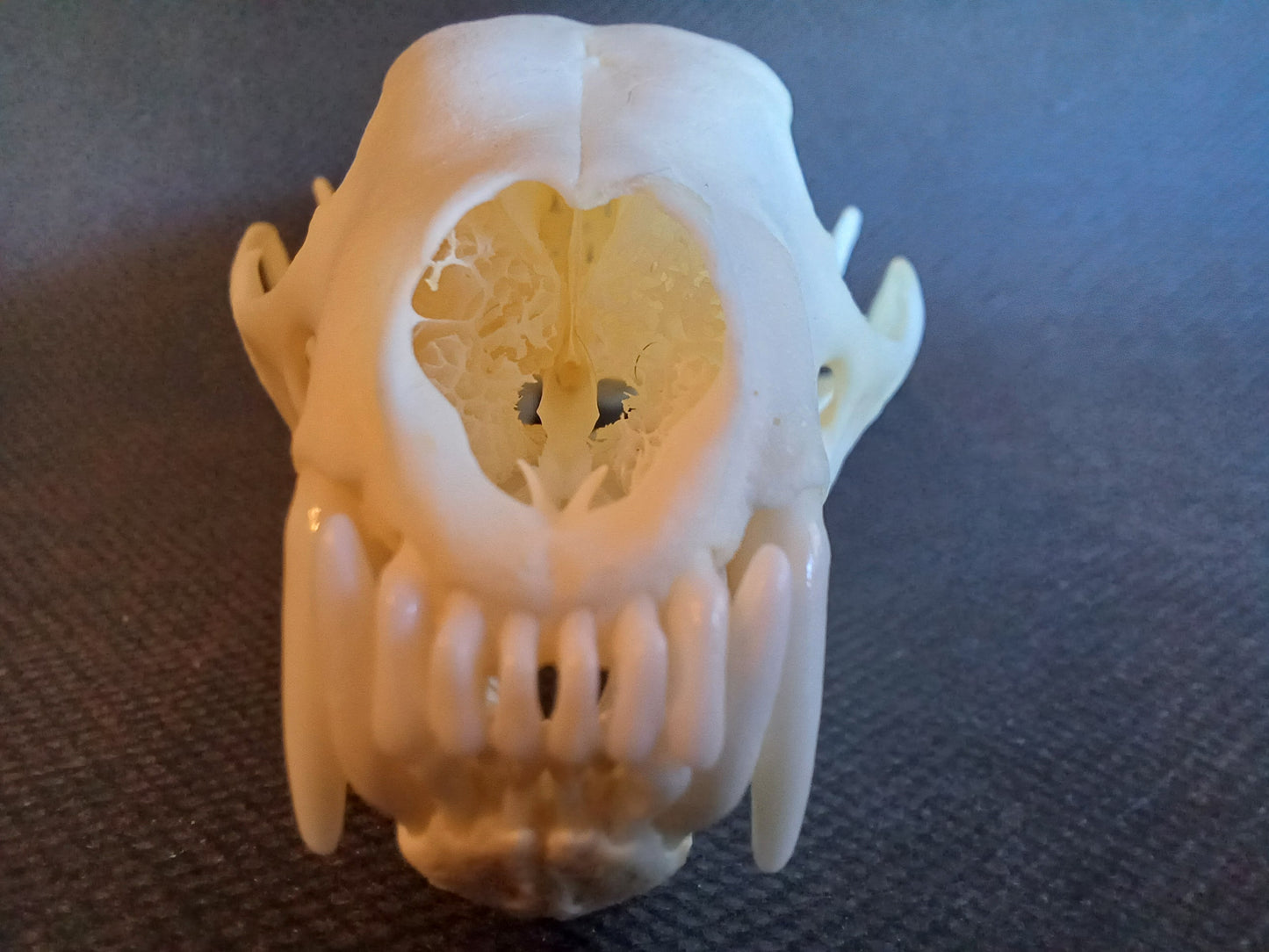 Fisher Skull