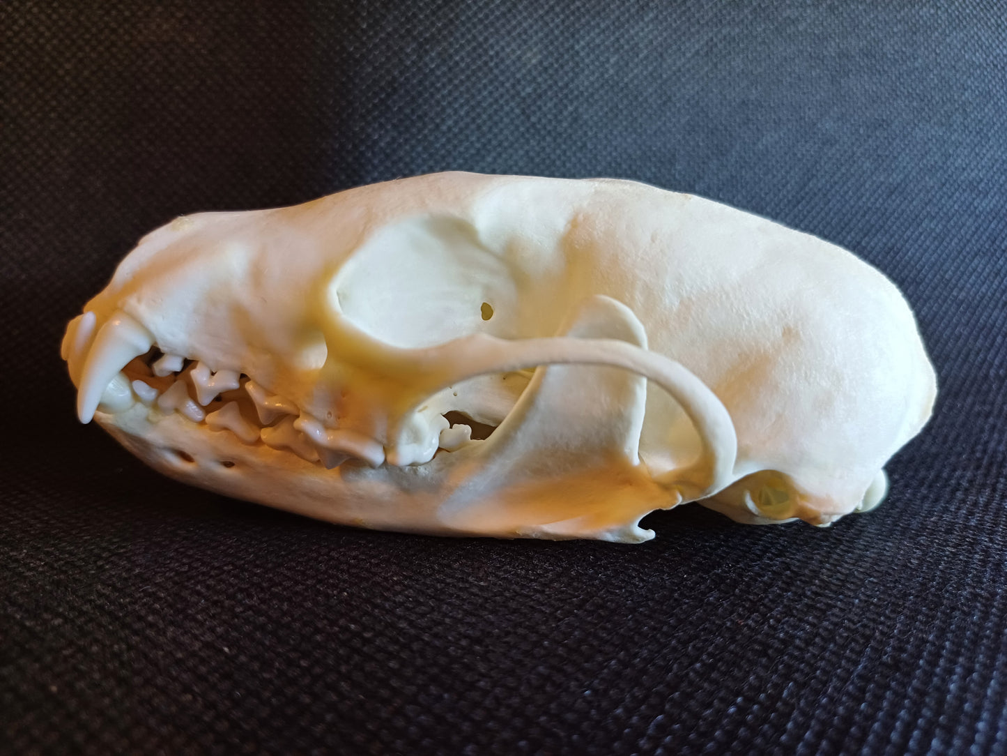 Fisher Skull