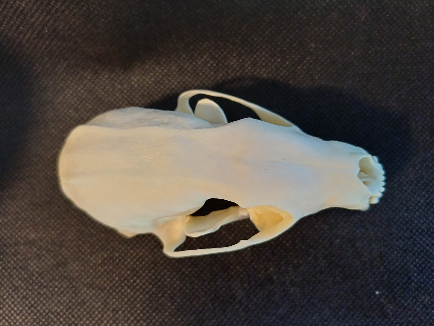 Fisher Skull