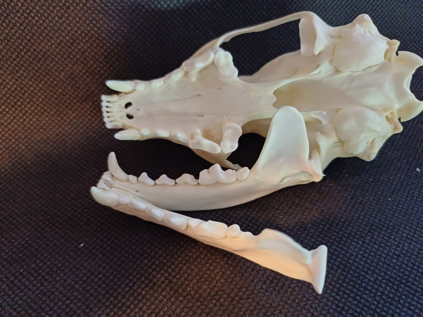 Fisher Skull