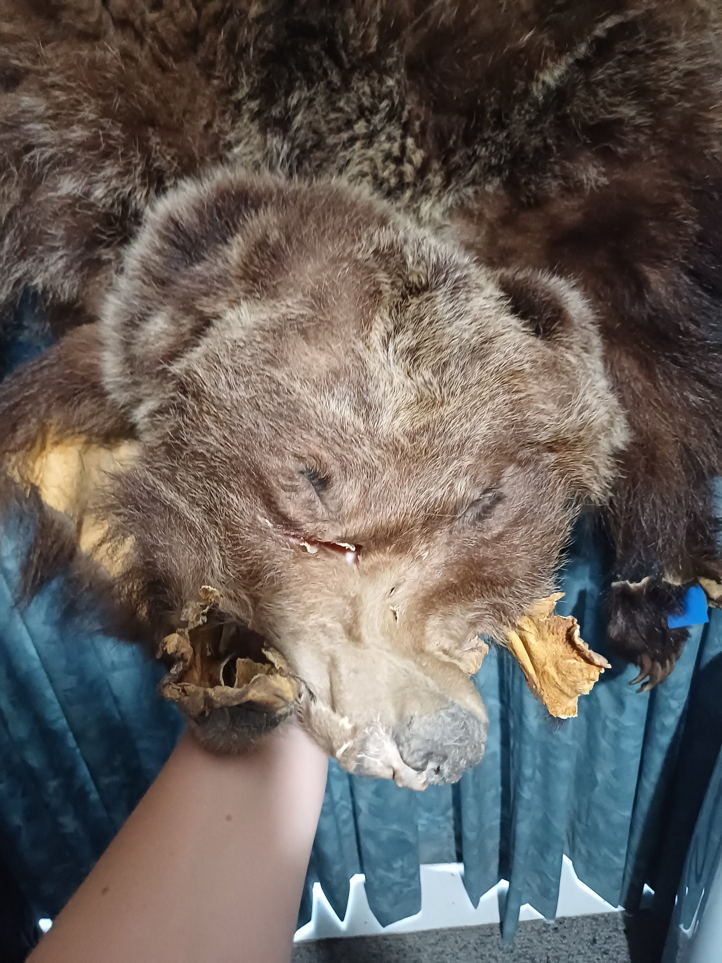 Grizzly bear hide inc shipping