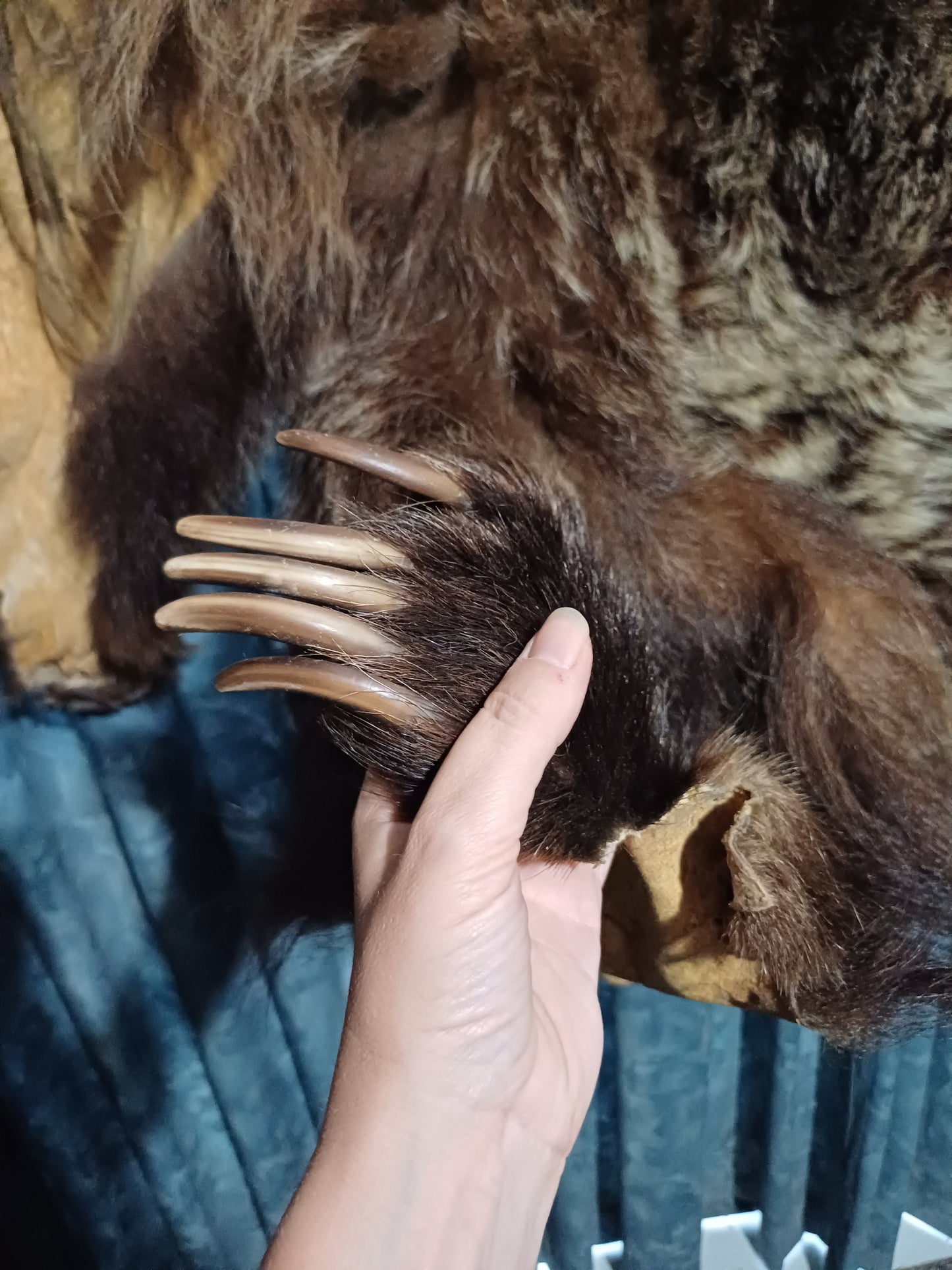 Grizzly bear hide inc shipping