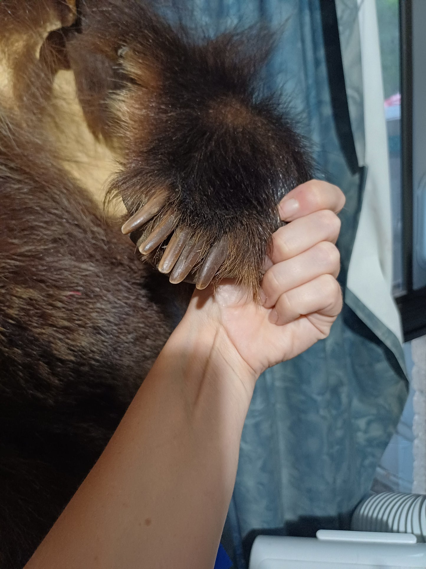 Grizzly bear hide inc shipping