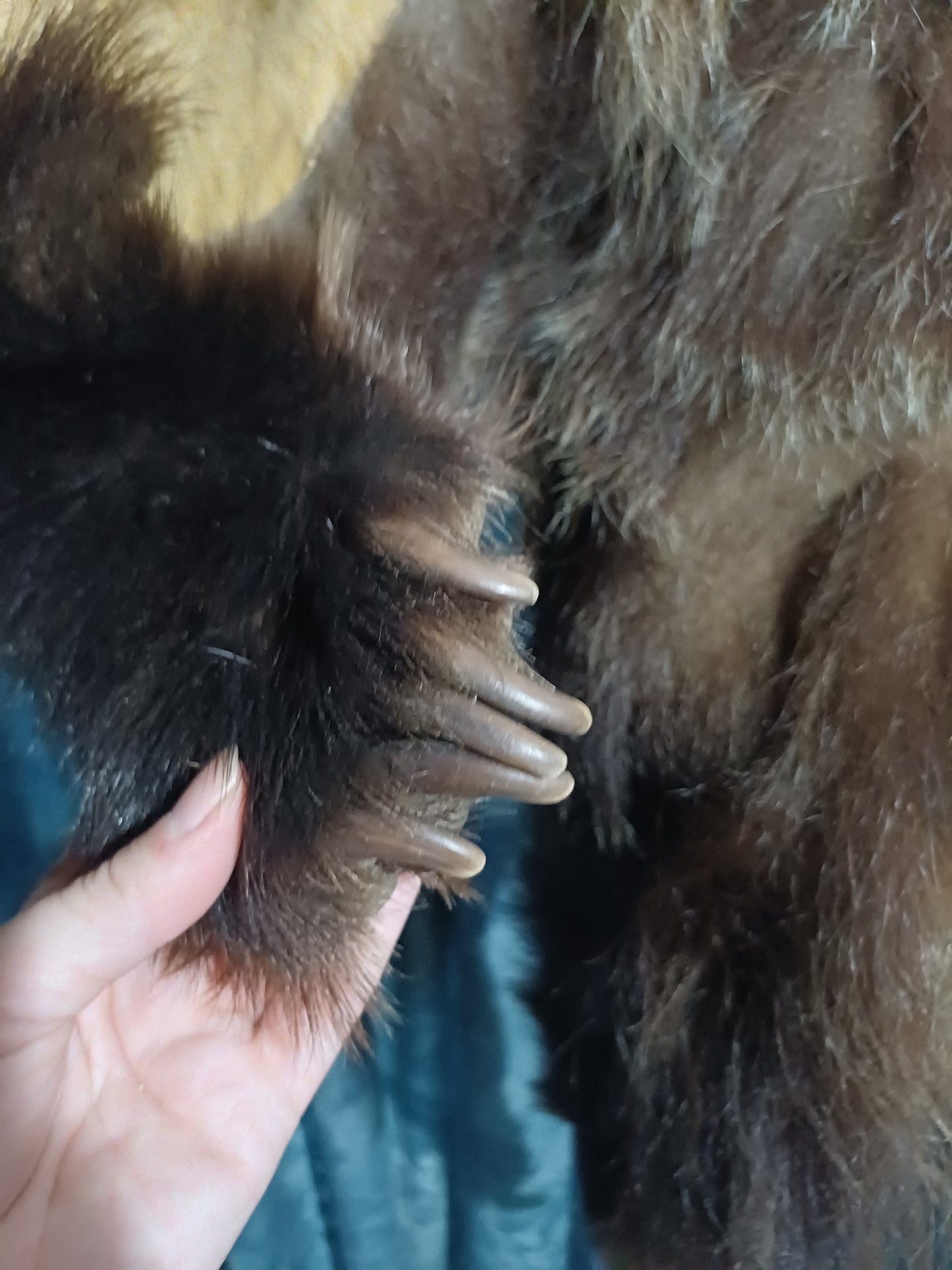 Grizzly bear hide inc shipping