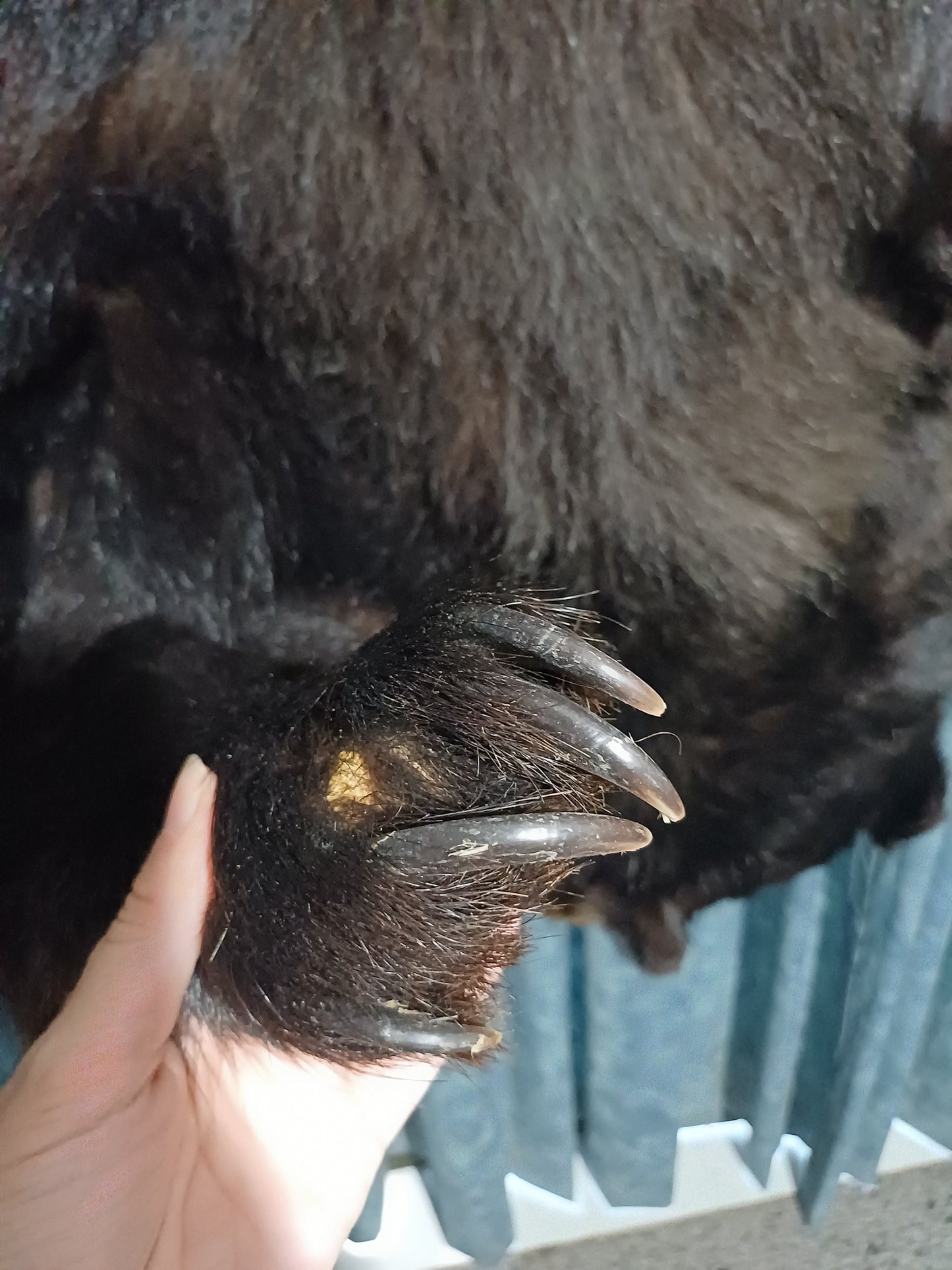 Black bear hide inc shipping