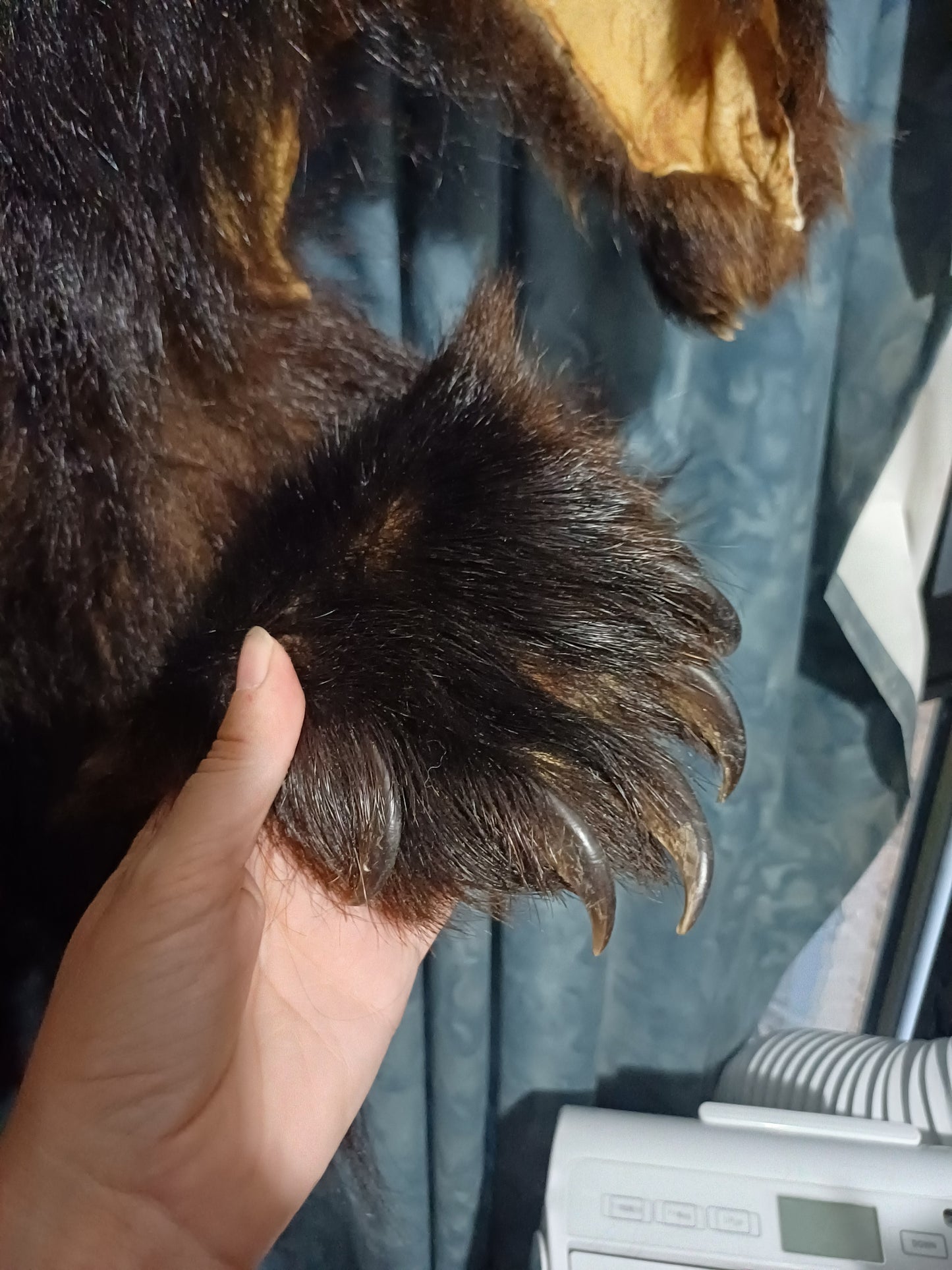 Black bear hide inc shipping