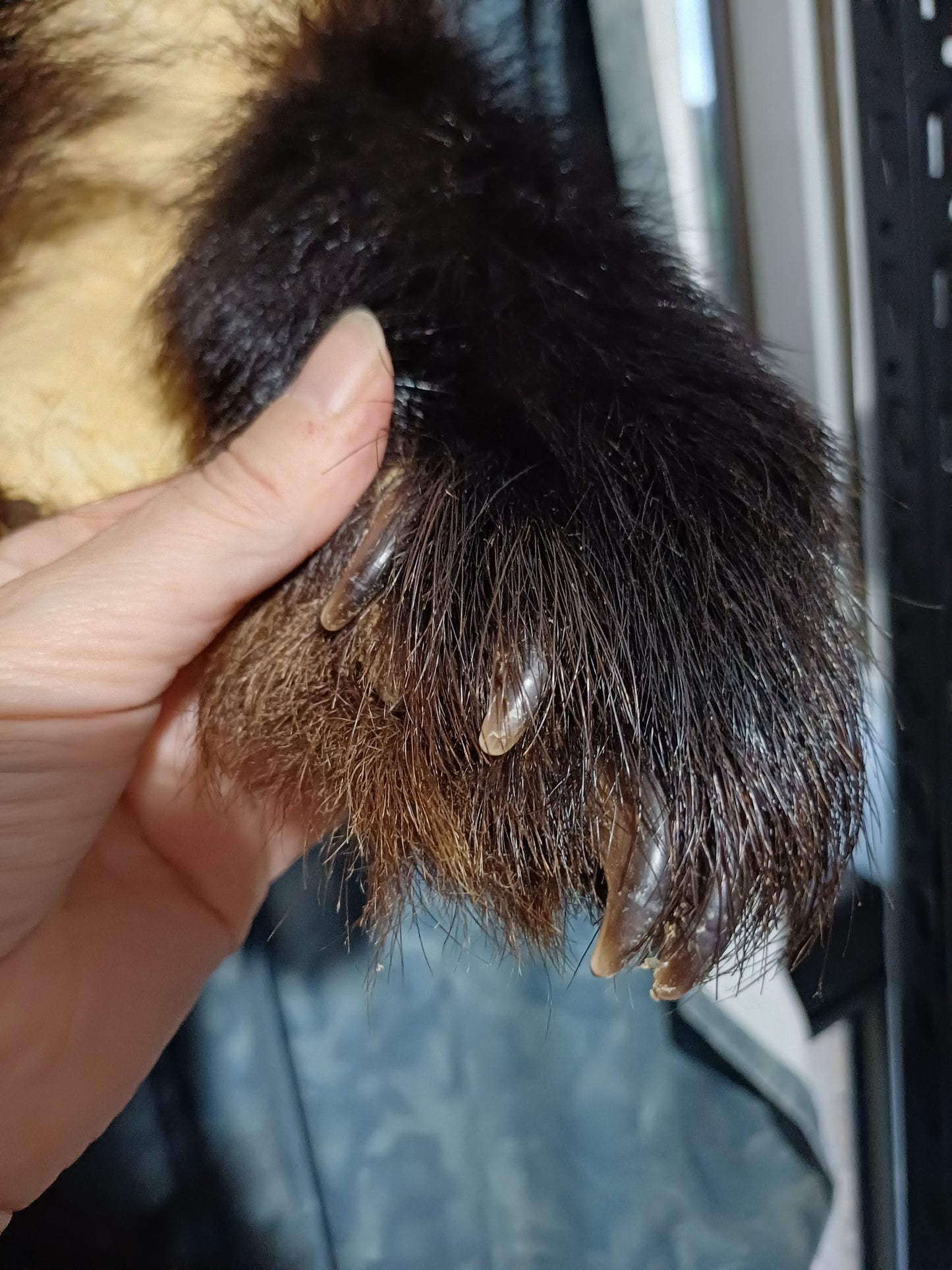 Black bear hide inc shipping