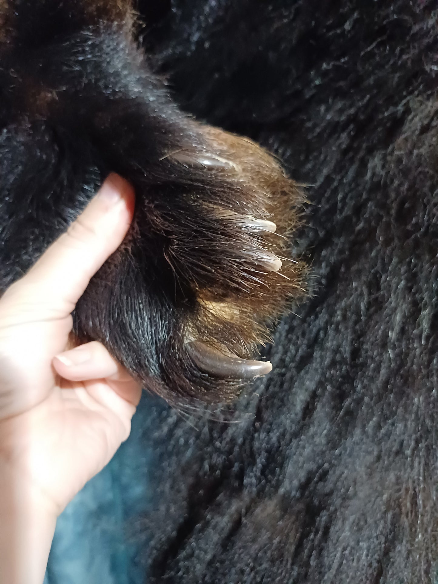 Black bear hide inc shipping