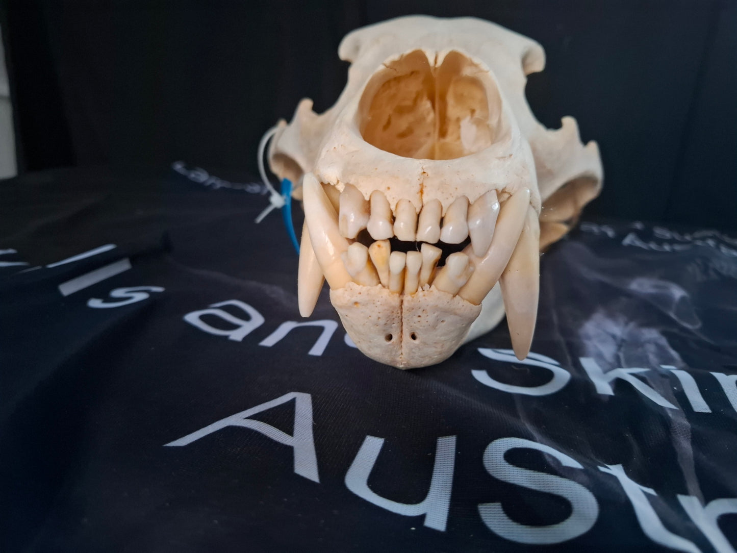 Grizzly Bear skull