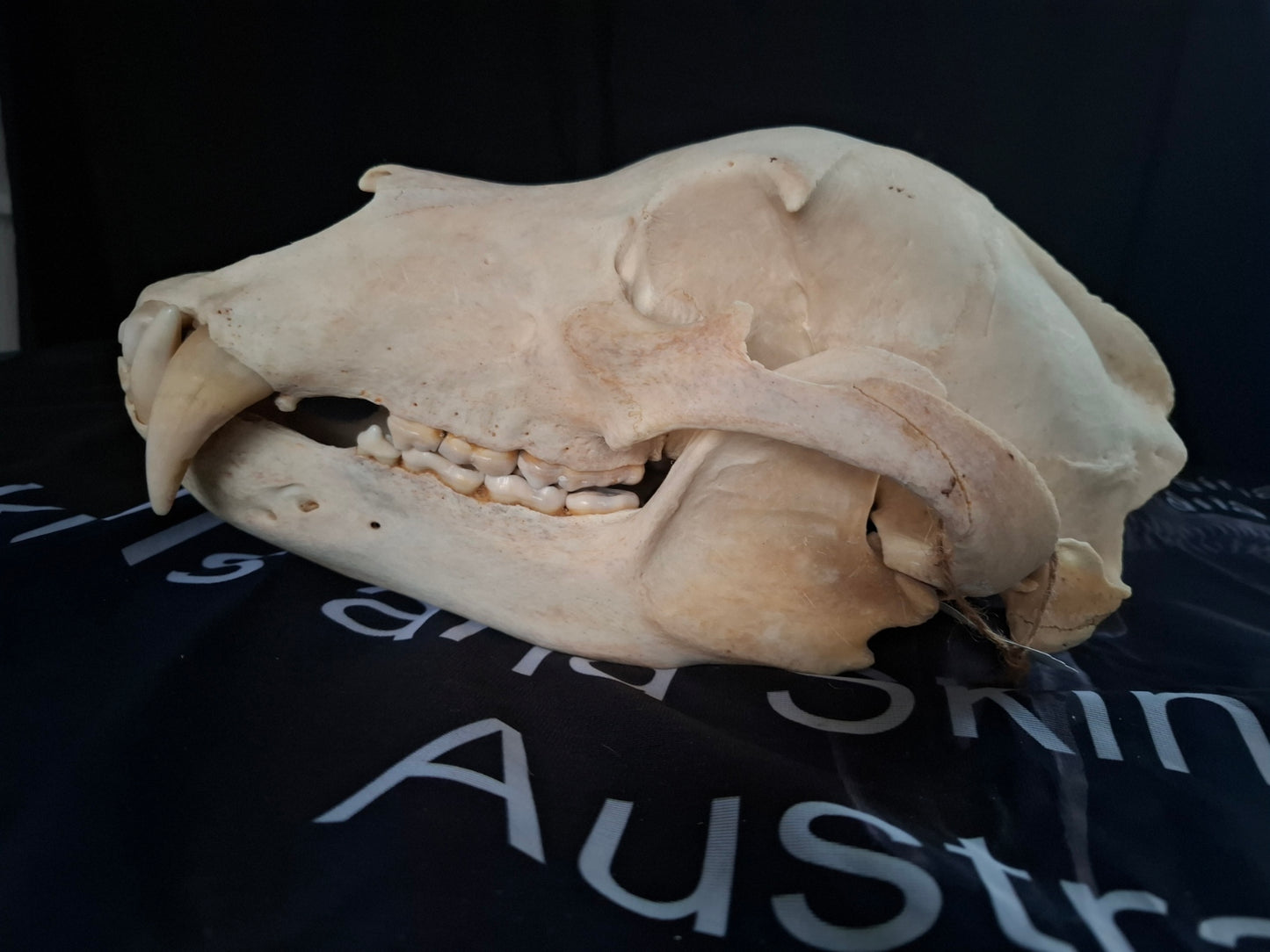 Grizzly Bear skull