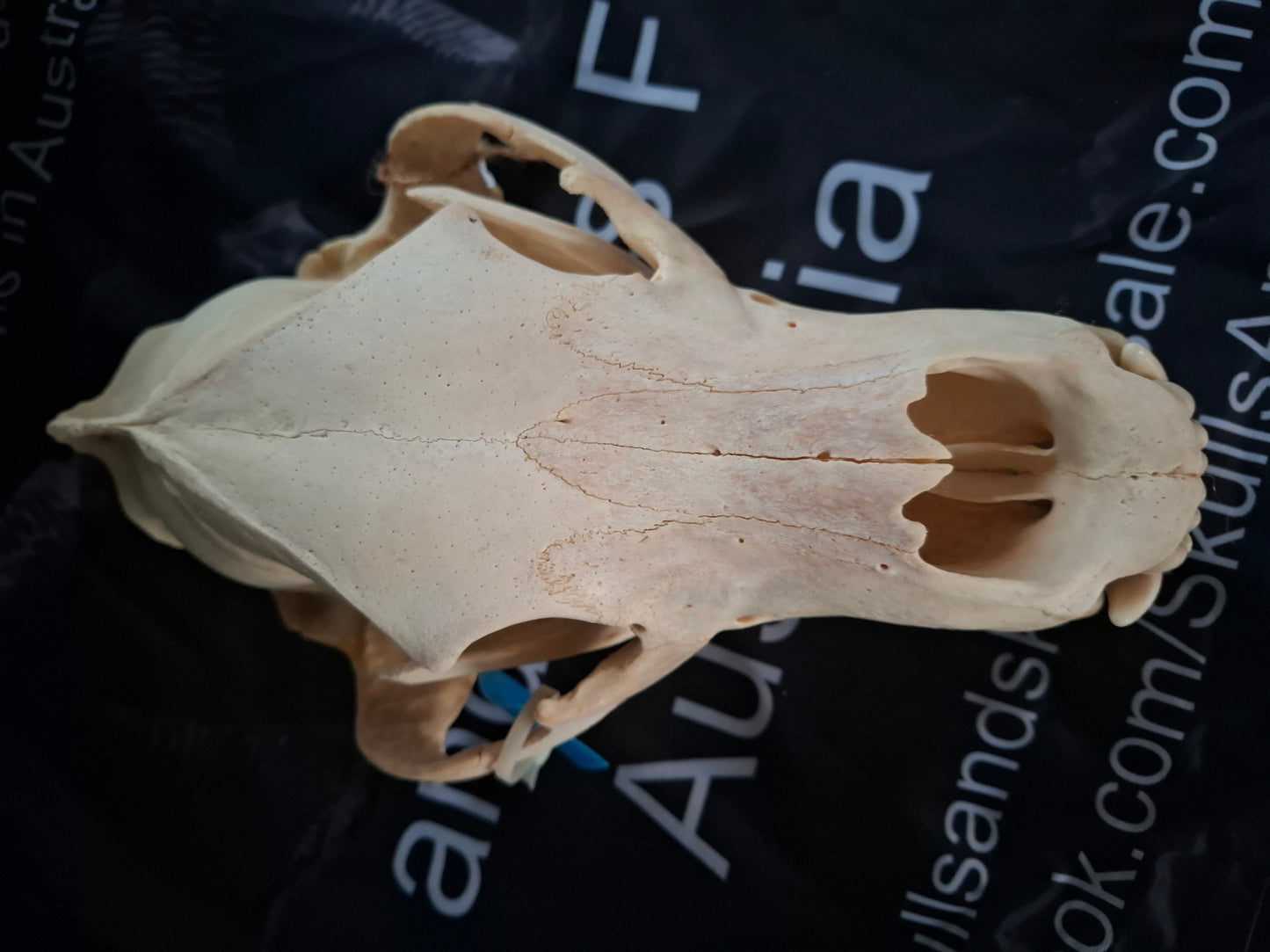 Grizzly Bear skull