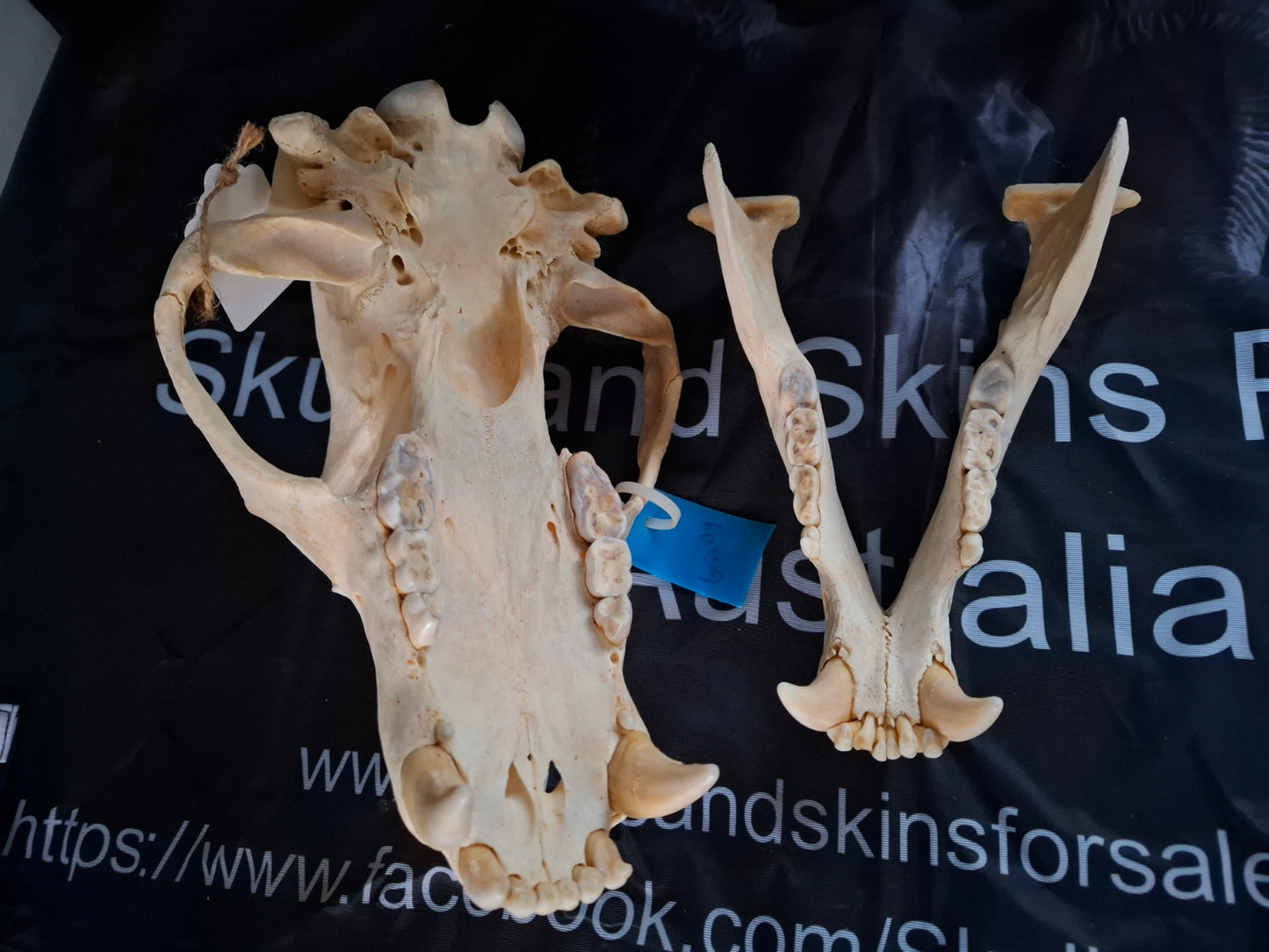 Grizzly Bear skull