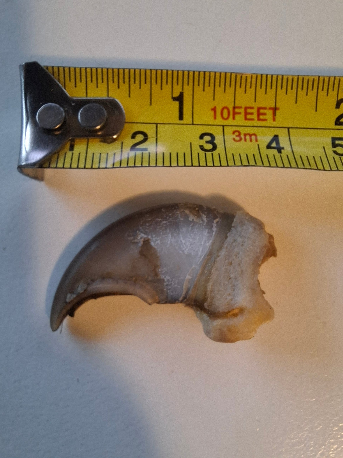 Black Bear Claw