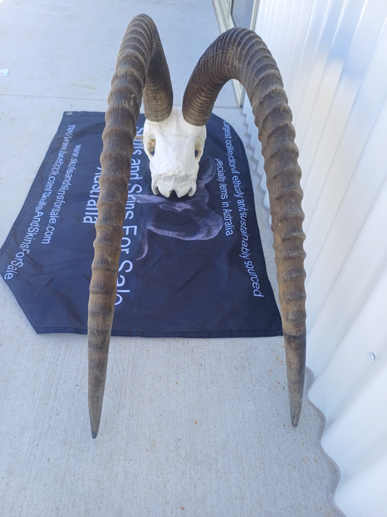 Sable Antelope
