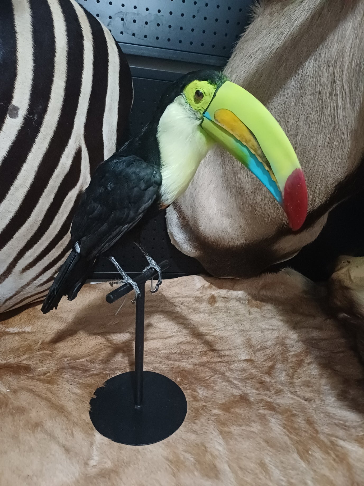 Keel-Billed Toucan (ex-Zoo)