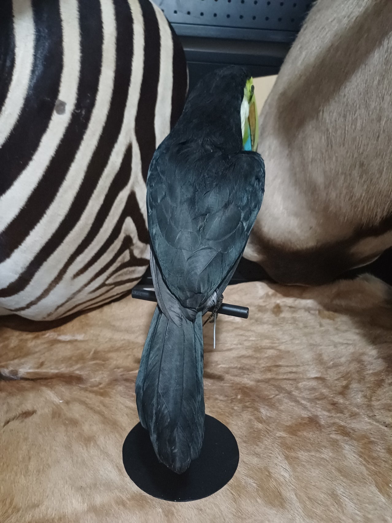 Keel-Billed Toucan (ex-Zoo)