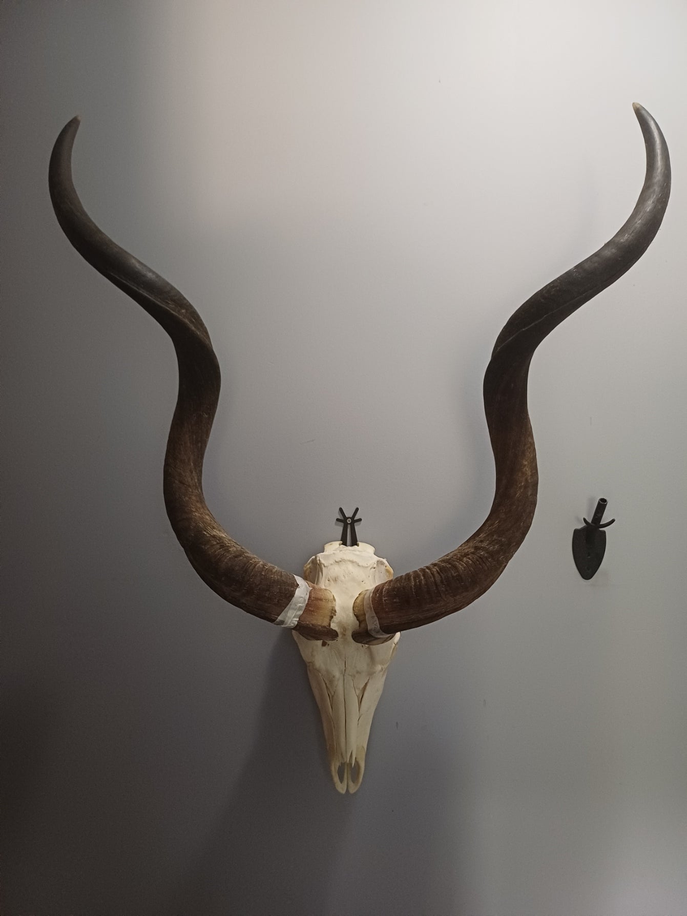 Kudu