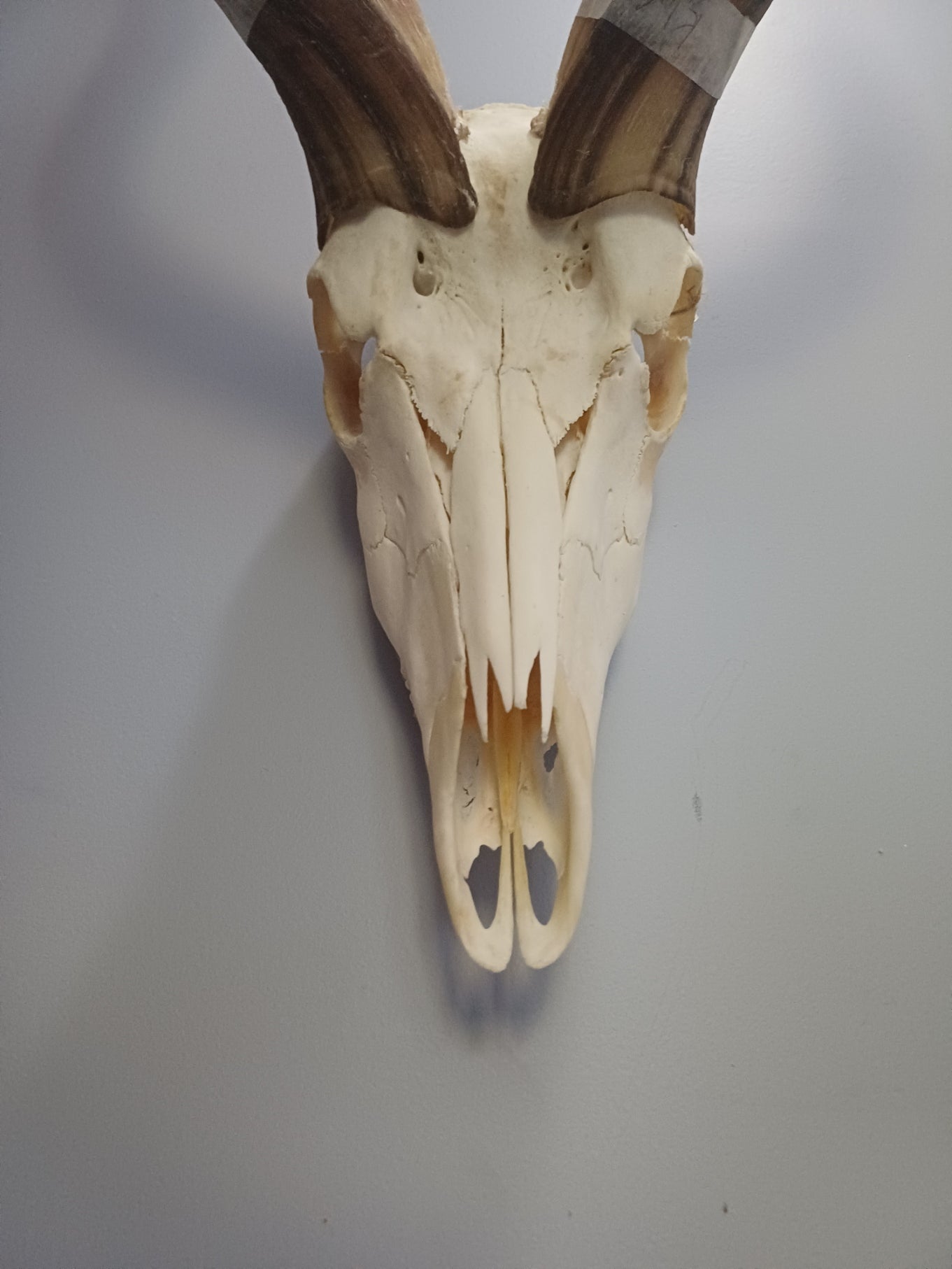 Kudu