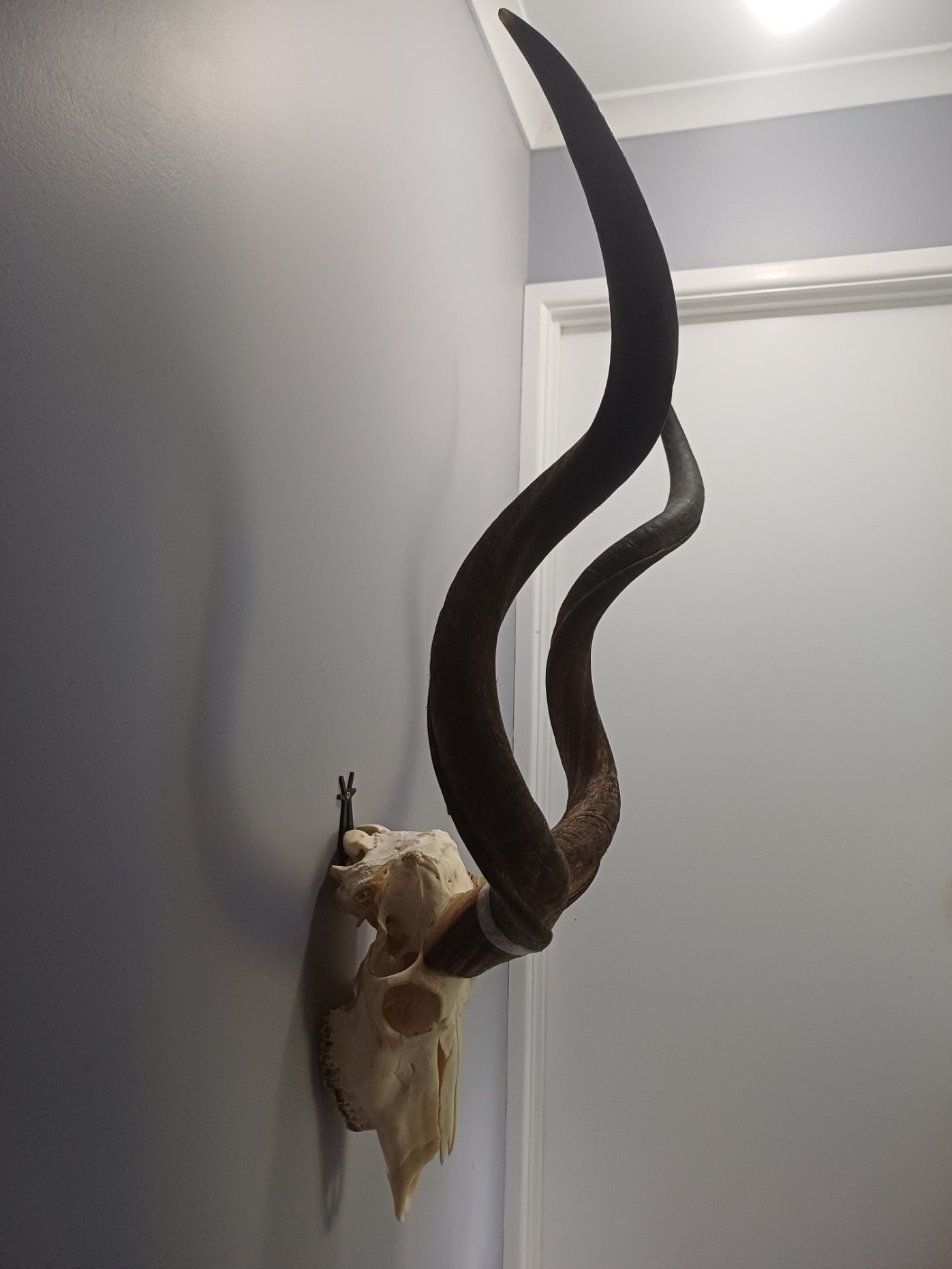 Kudu