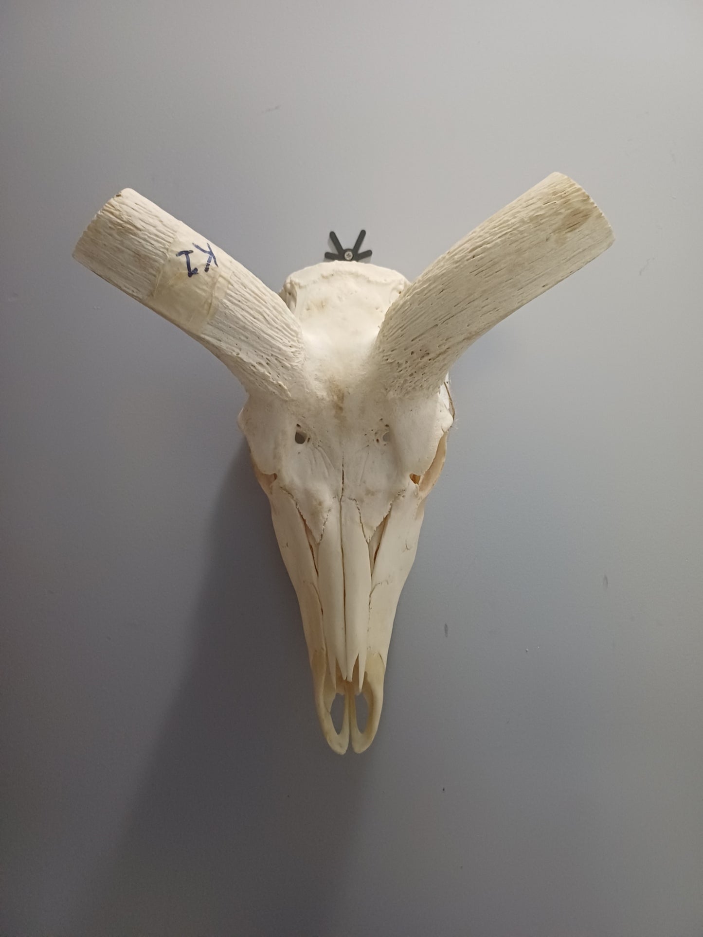 Kudu