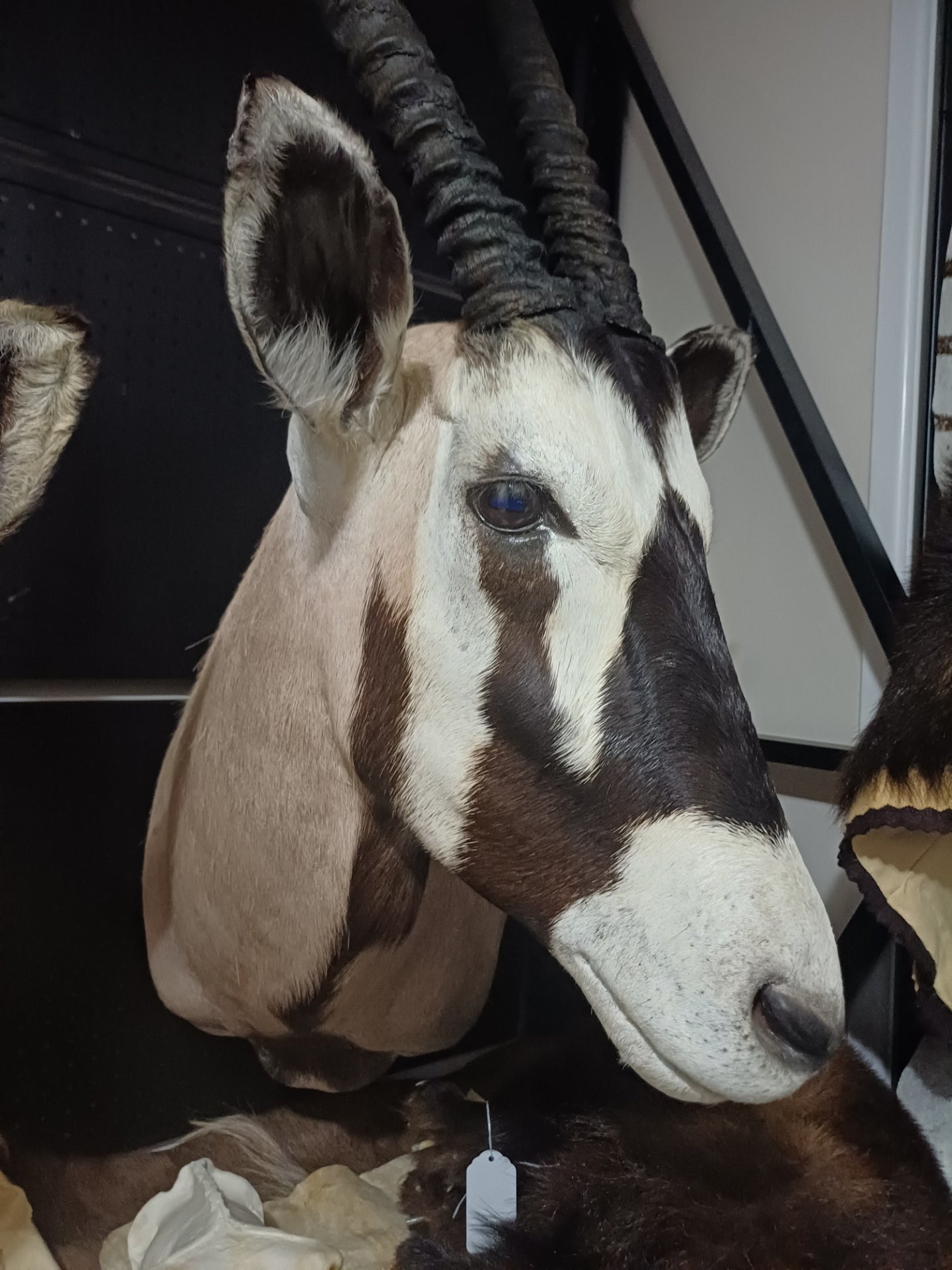 Oryx taxidermy shoulder mount