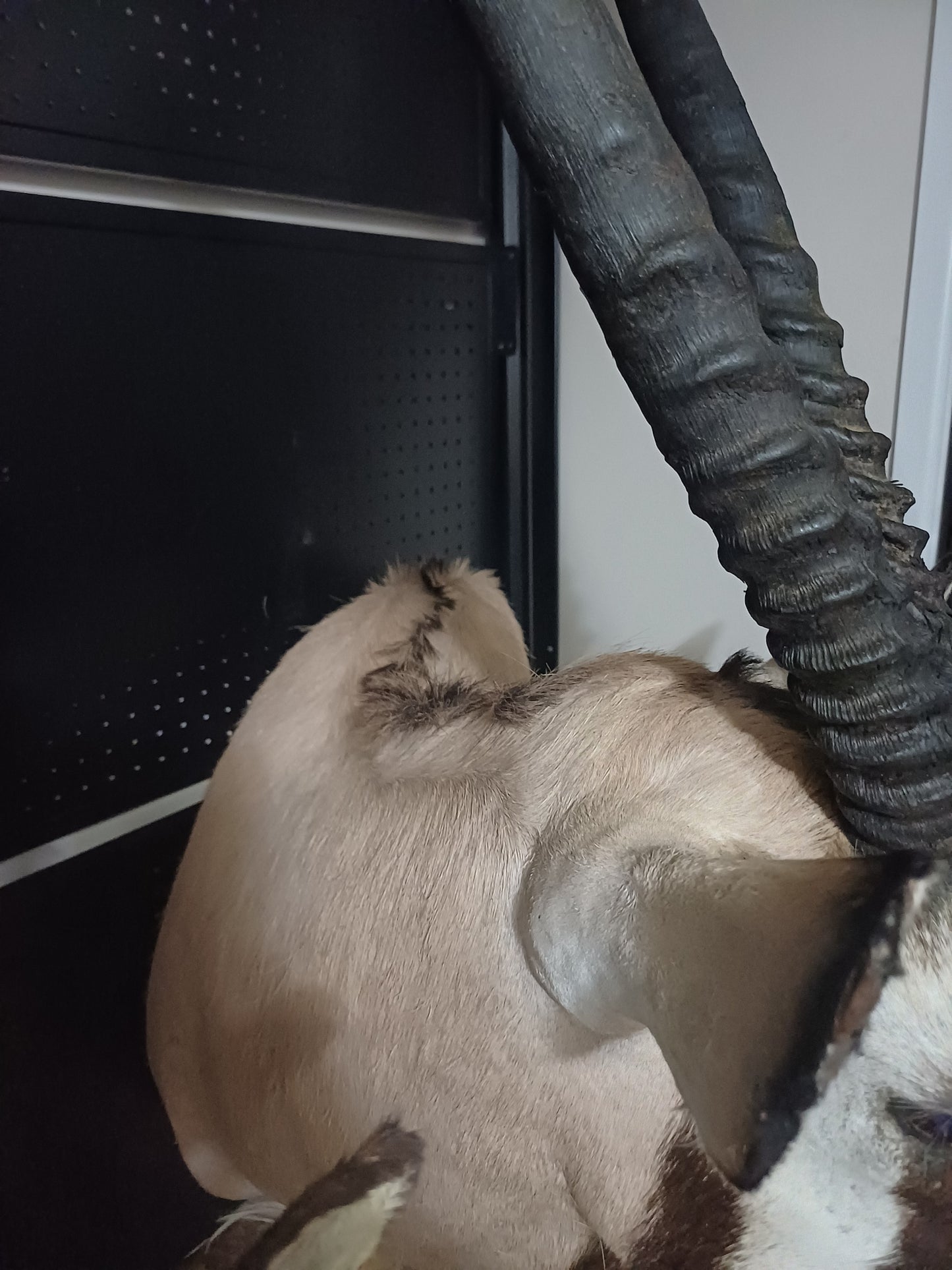 Oryx taxidermy shoulder mount
