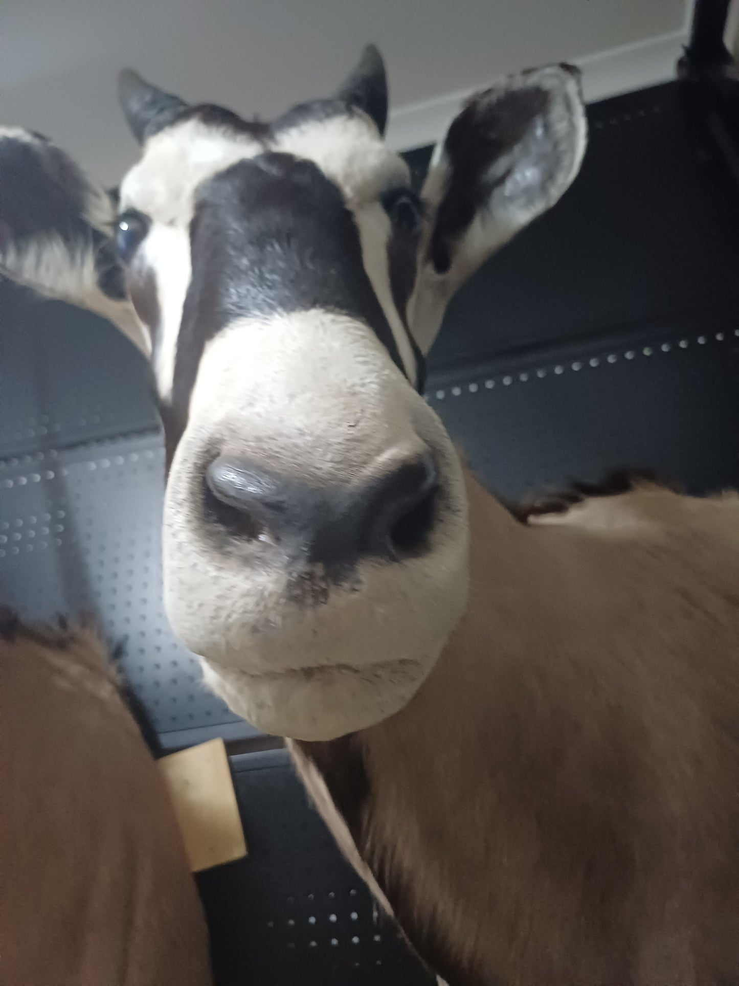 Oryx taxidermy shoulder mount