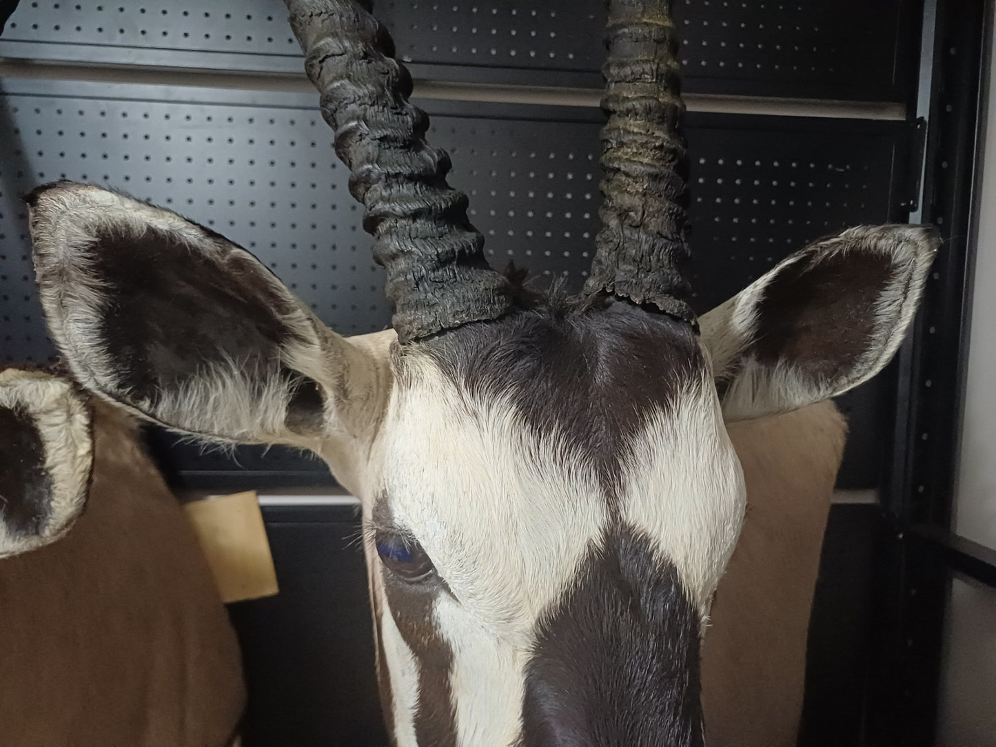 Oryx taxidermy shoulder mount