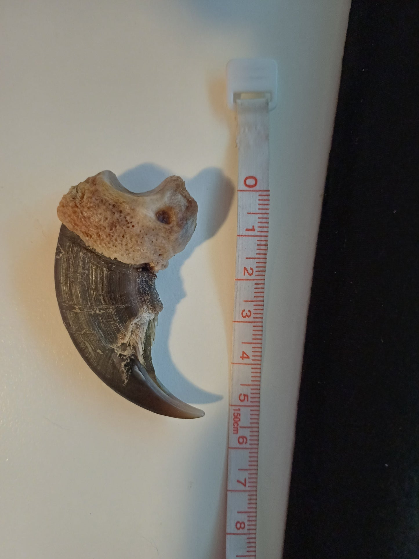 Large Polar bear claw (CITES)