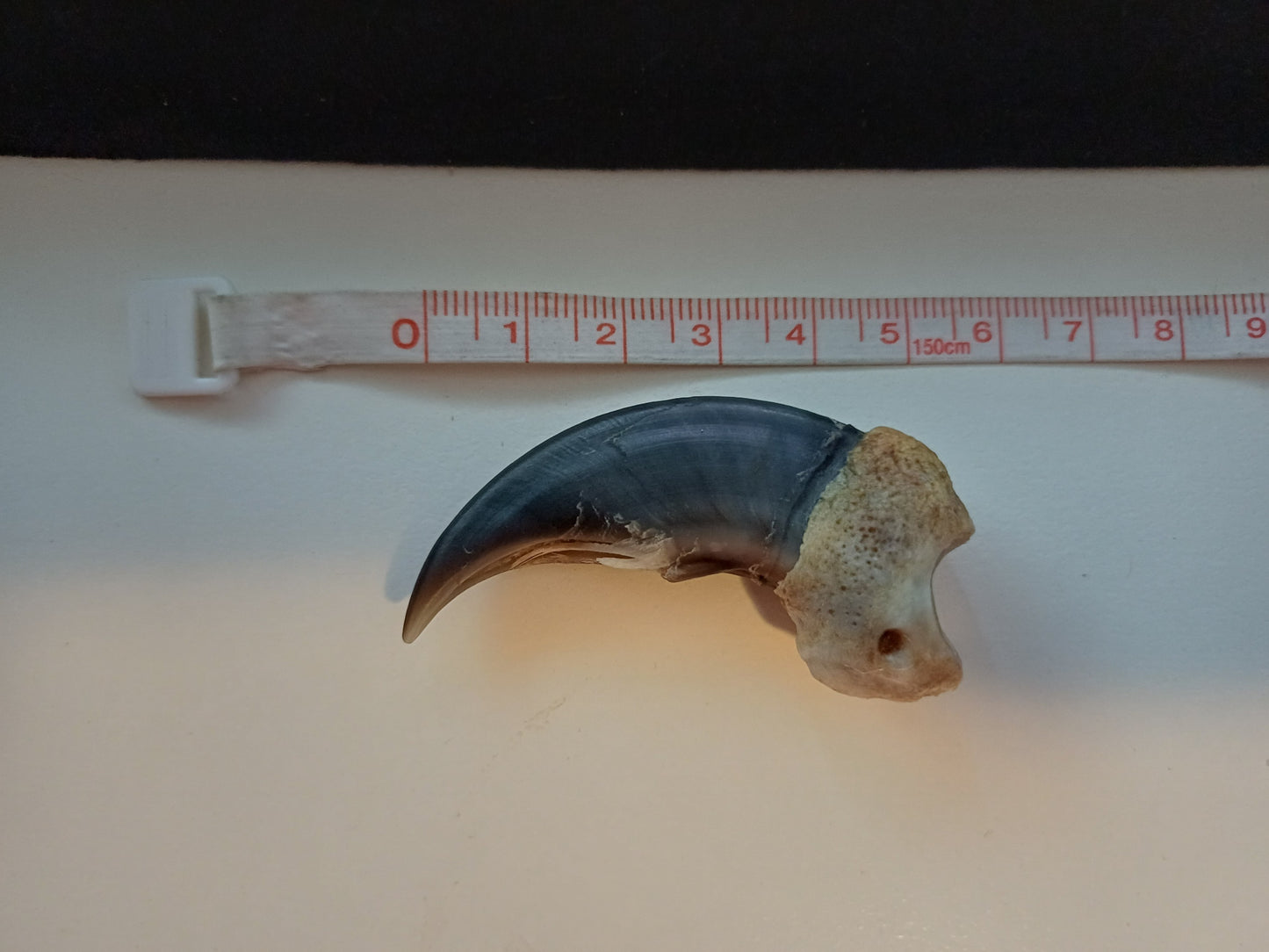 Large Polar bear claw (CITES)