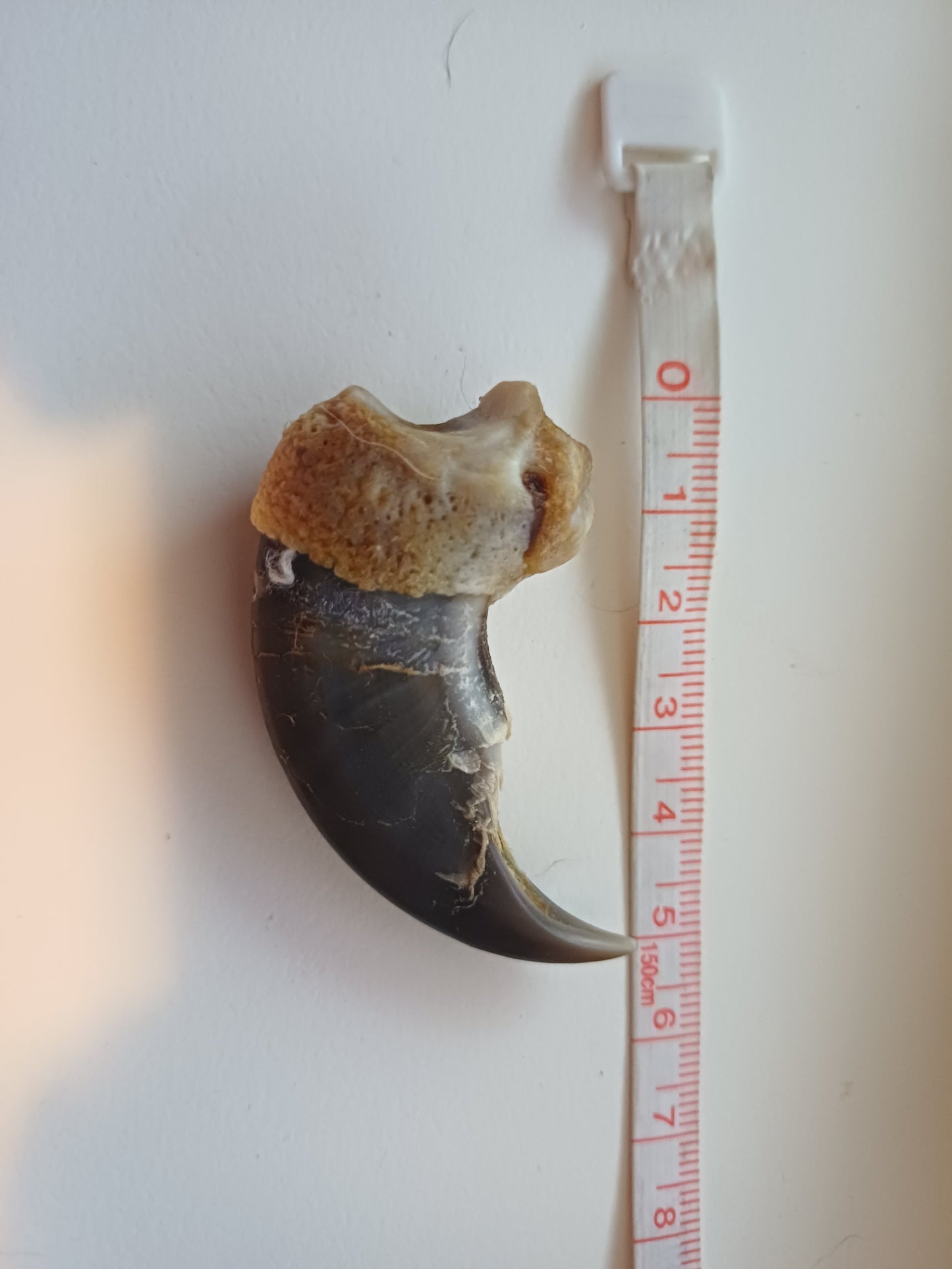 Large Polar bear claw (CITES)