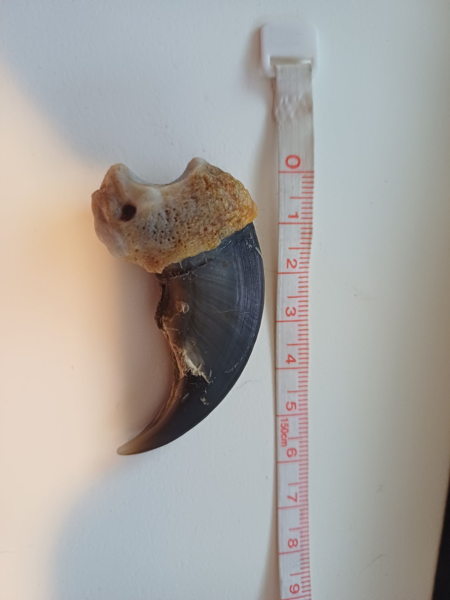 Large Polar bear claw (CITES)