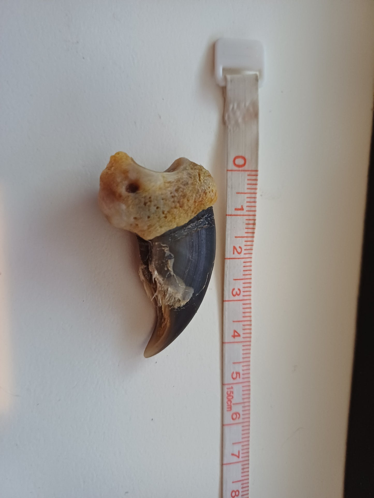 Polar bear claw (CITES)