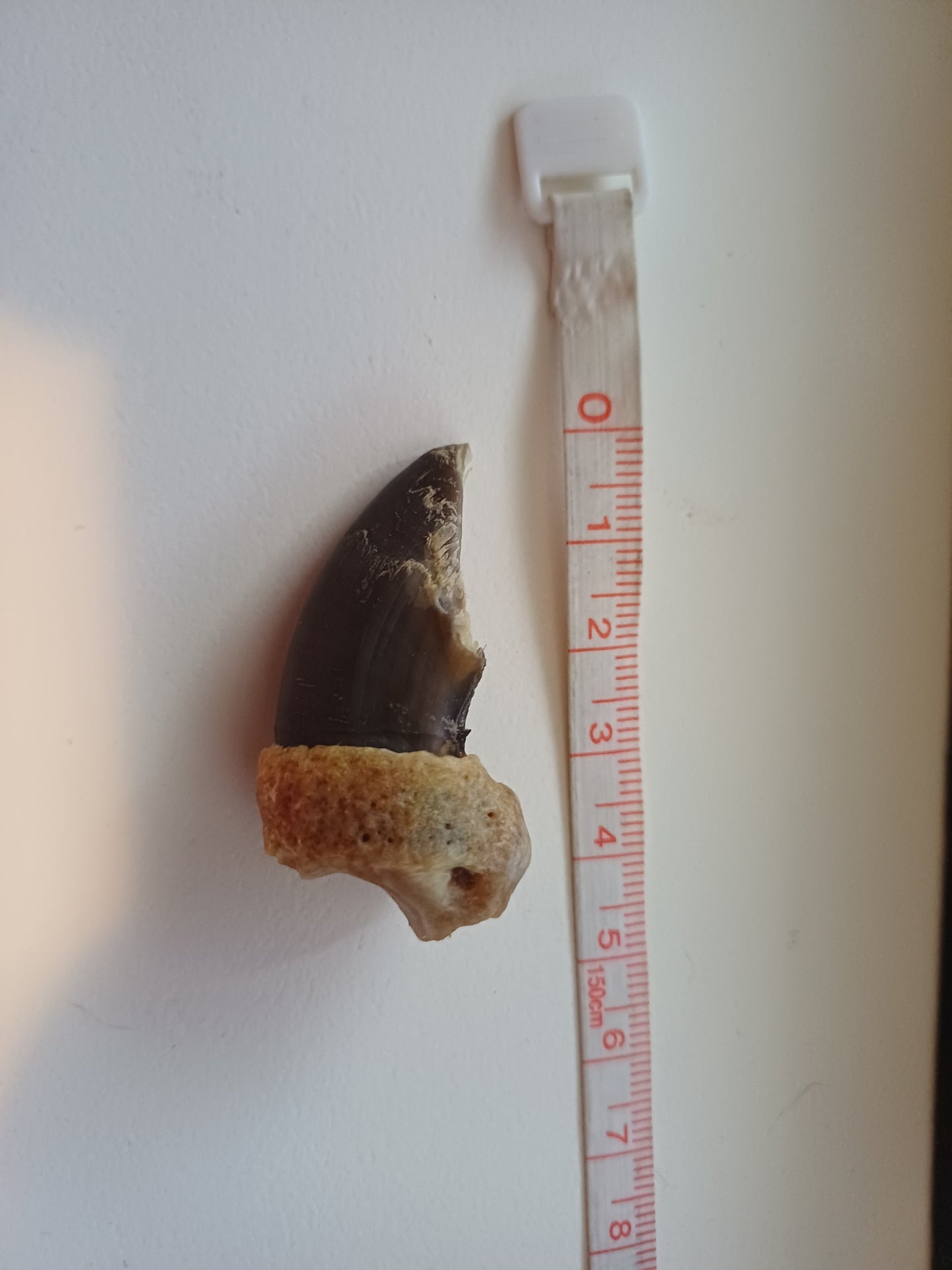 Polar bear claw (CITES)