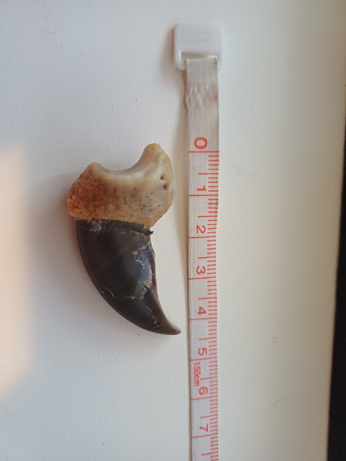 Polar bear claw (CITES)
