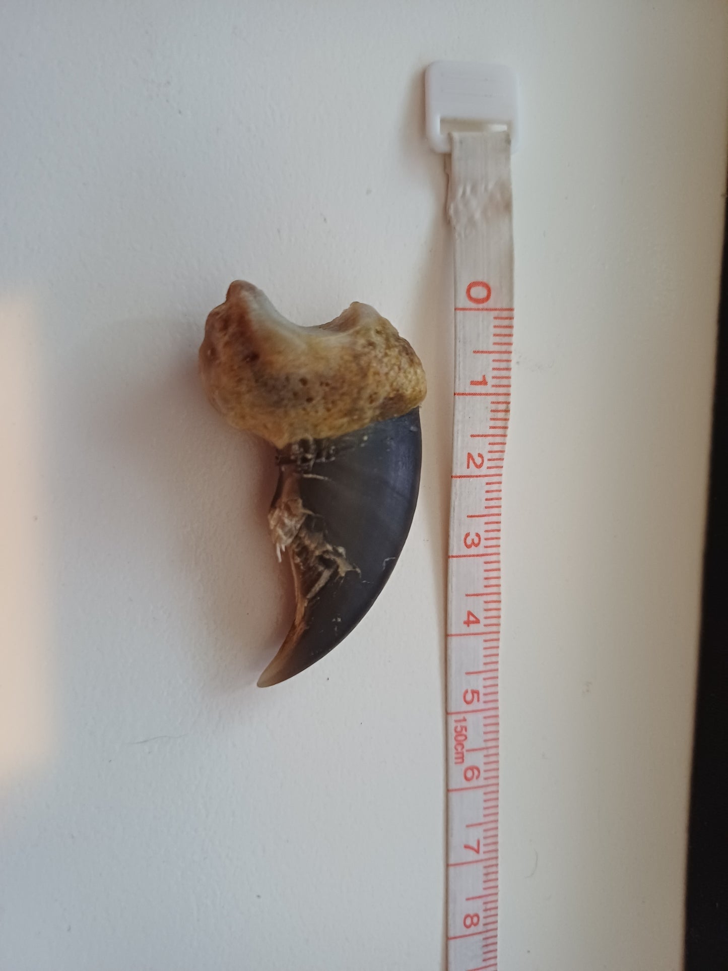 Polar bear claw (CITES)