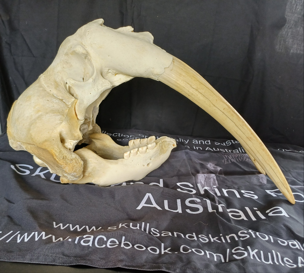 Walrus skull