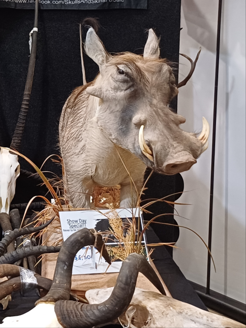 Warthog full body taxidermy