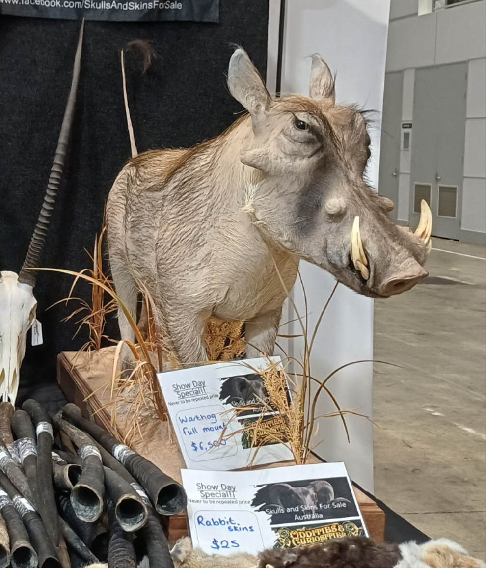 Warthog full body taxidermy